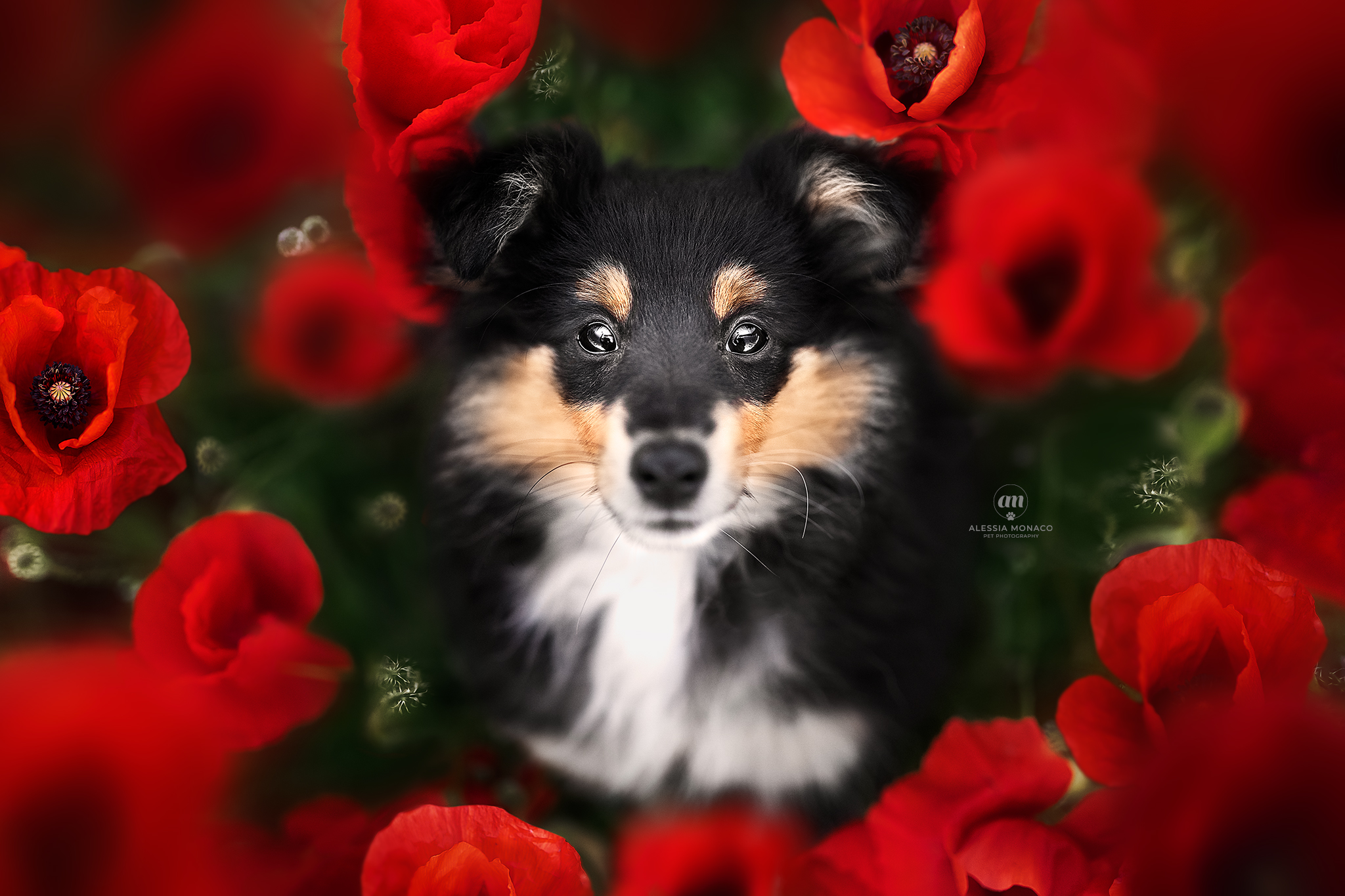 The puppy and the poppy