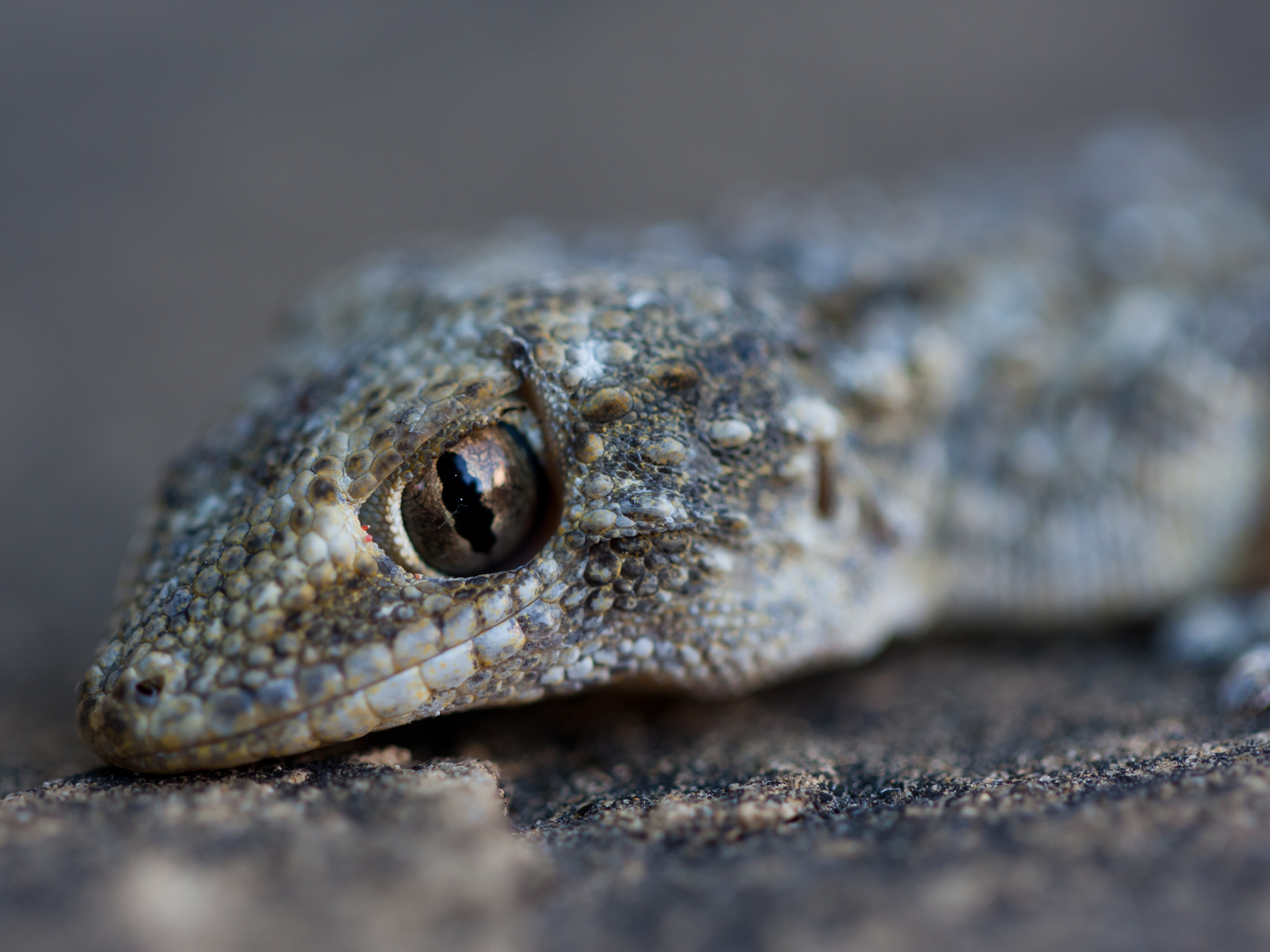 Gecko profile
