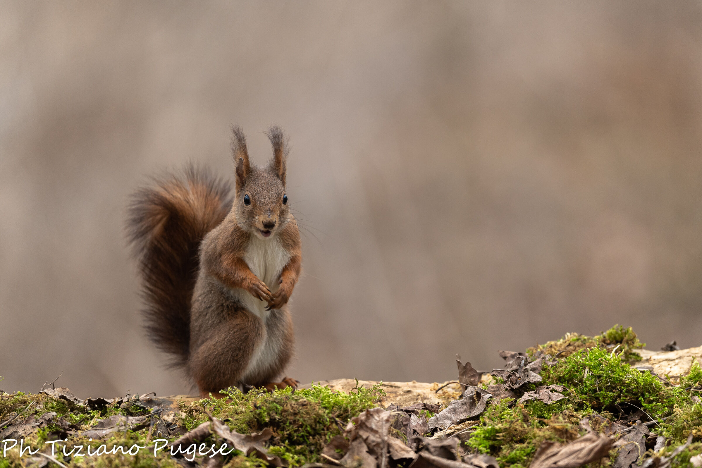 Common Squirrel (Sciurus vulgaris)
