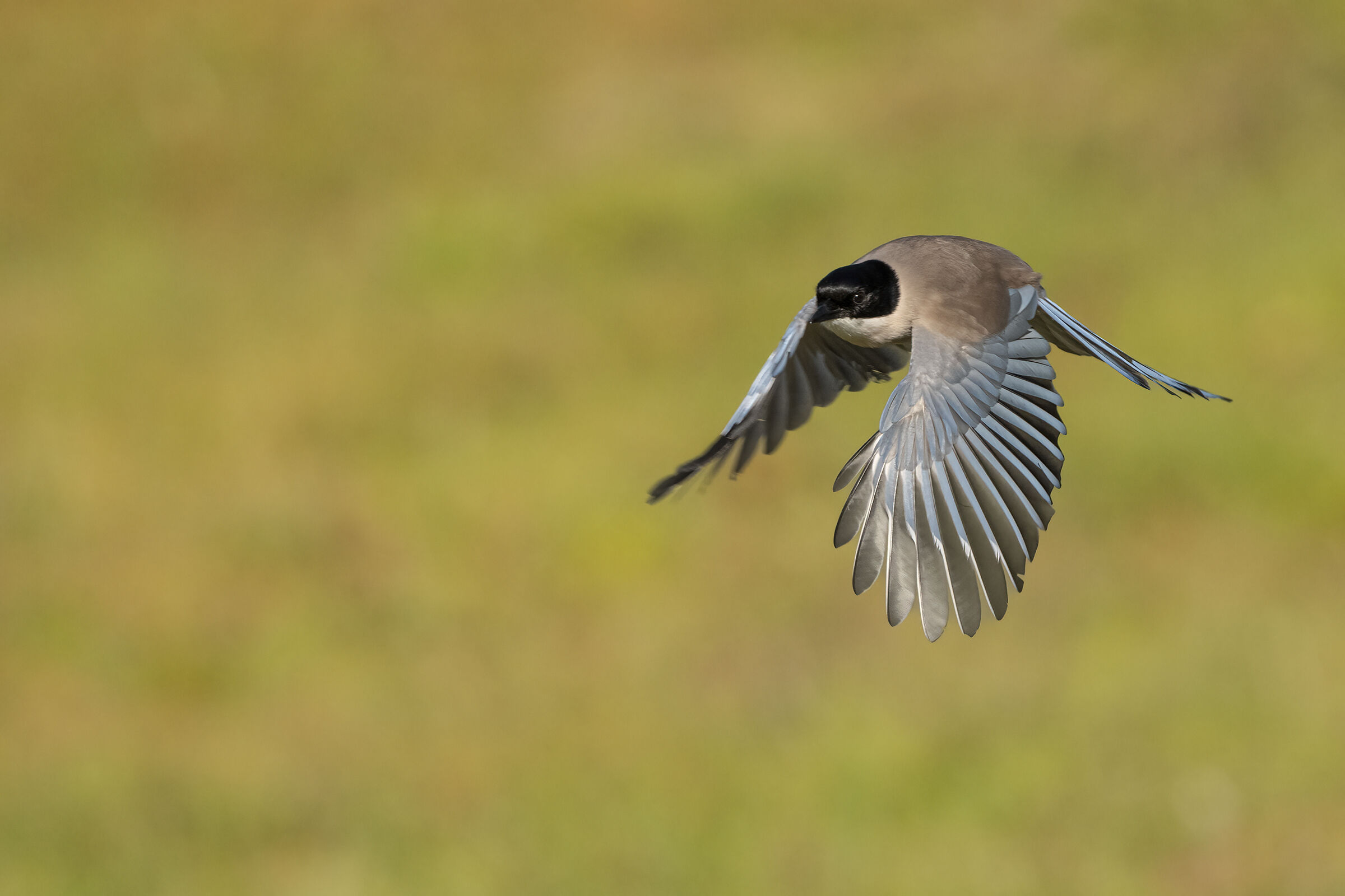 gazza aliazzurre iberica (Cyanopica cooki )