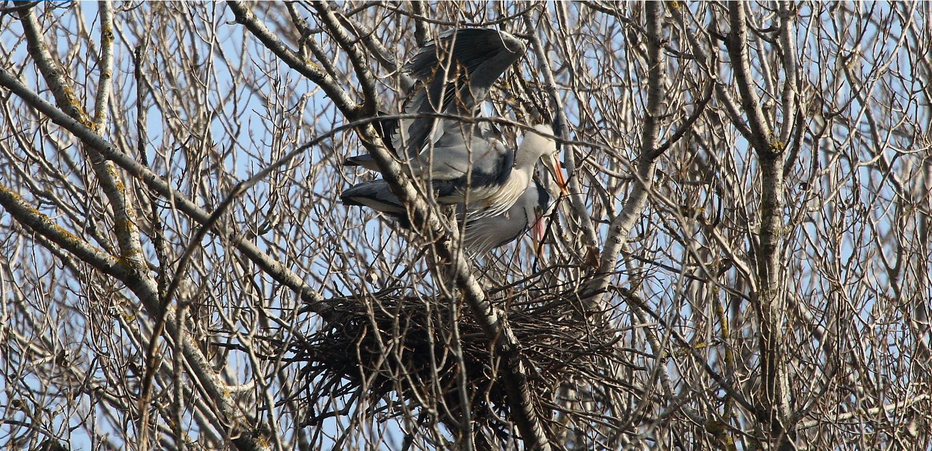 ash in the nest 10-02-2022