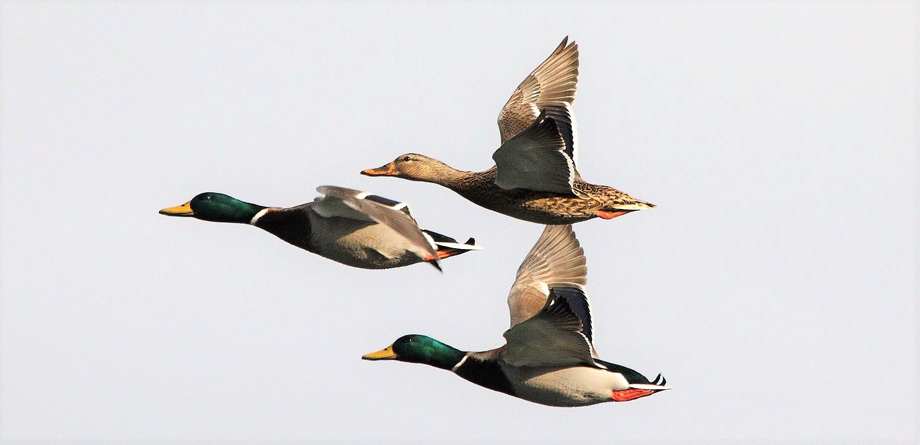 mallards in flight 10-02-2020