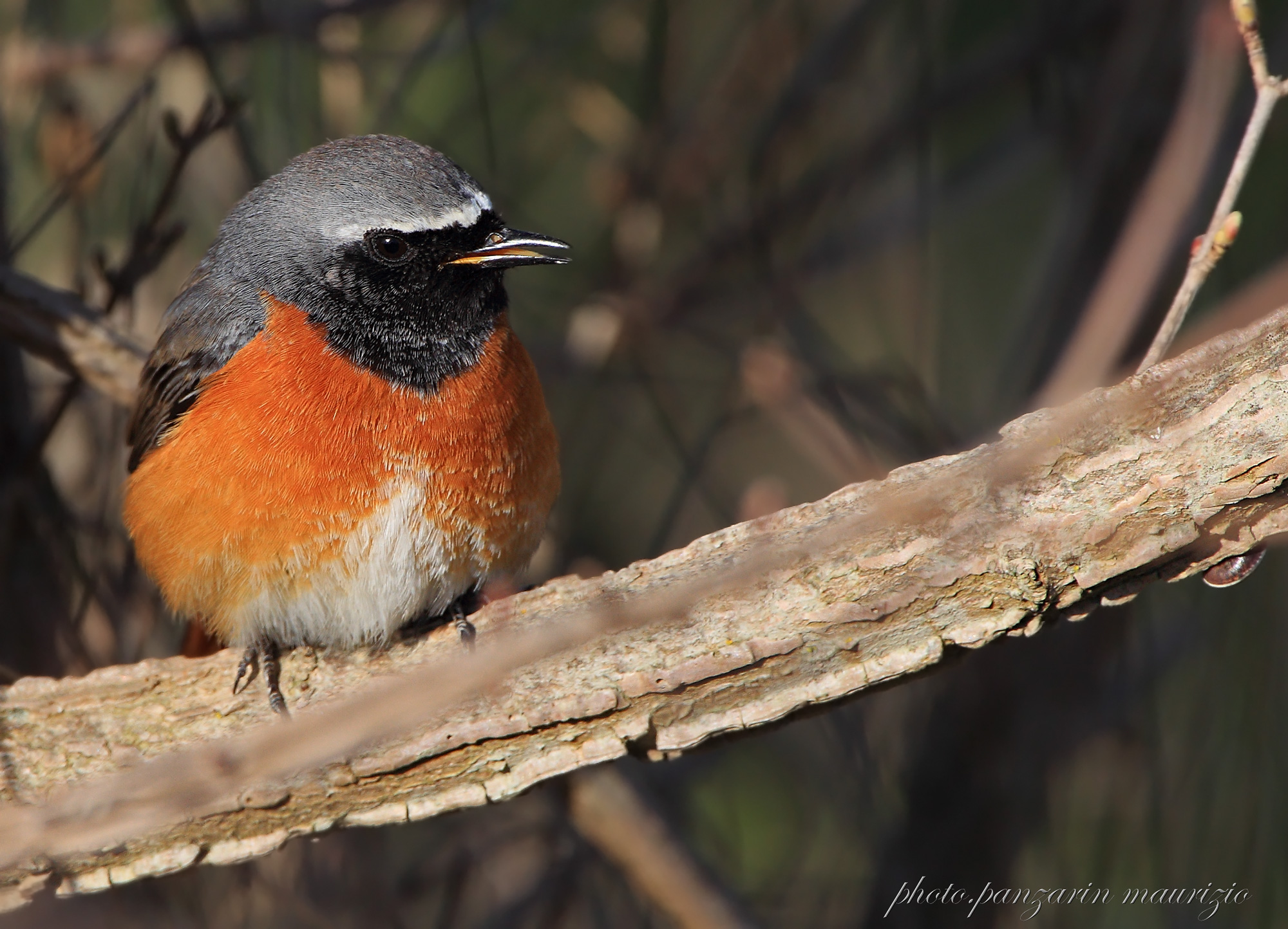 redstart