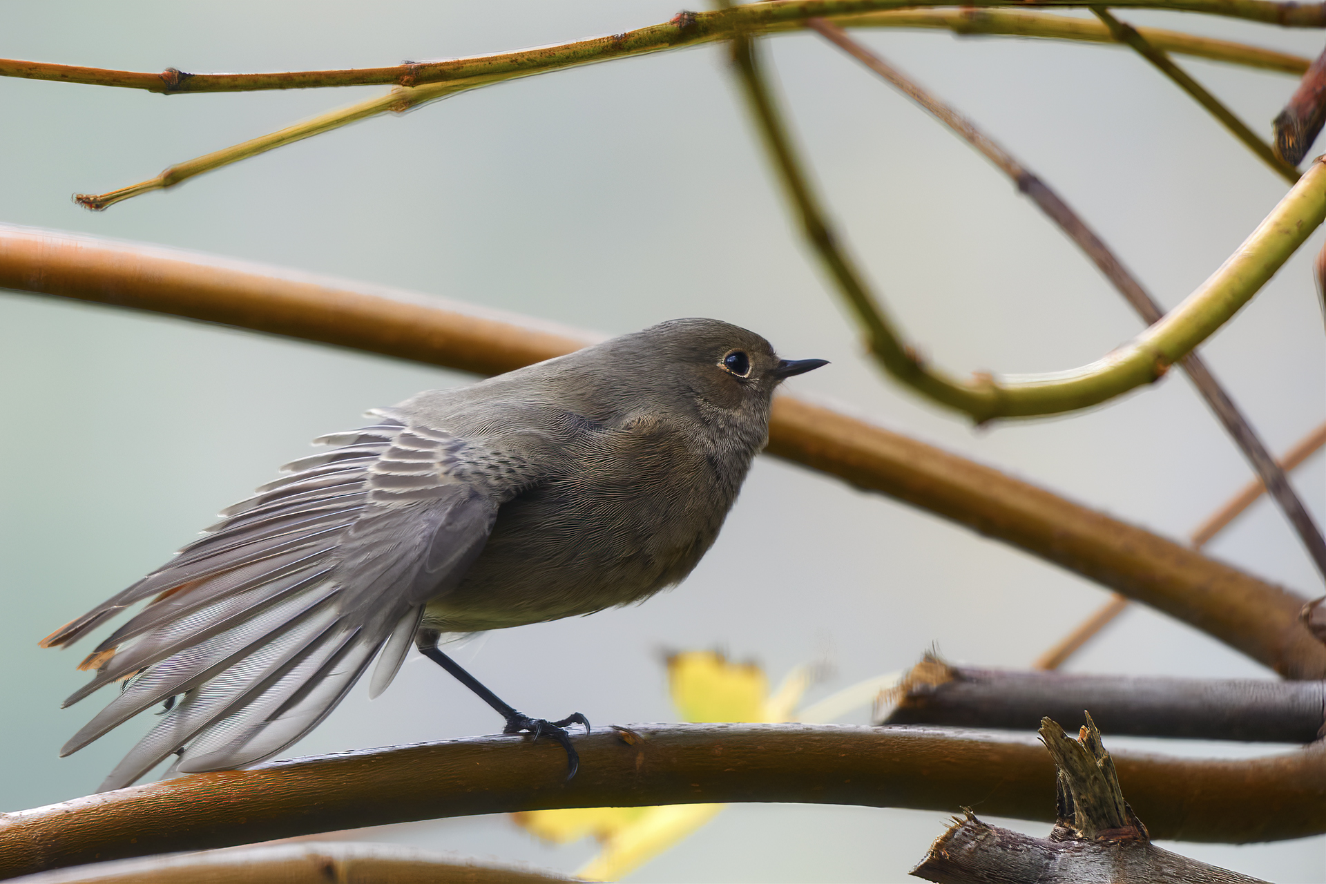 Redstart on a gloomy day