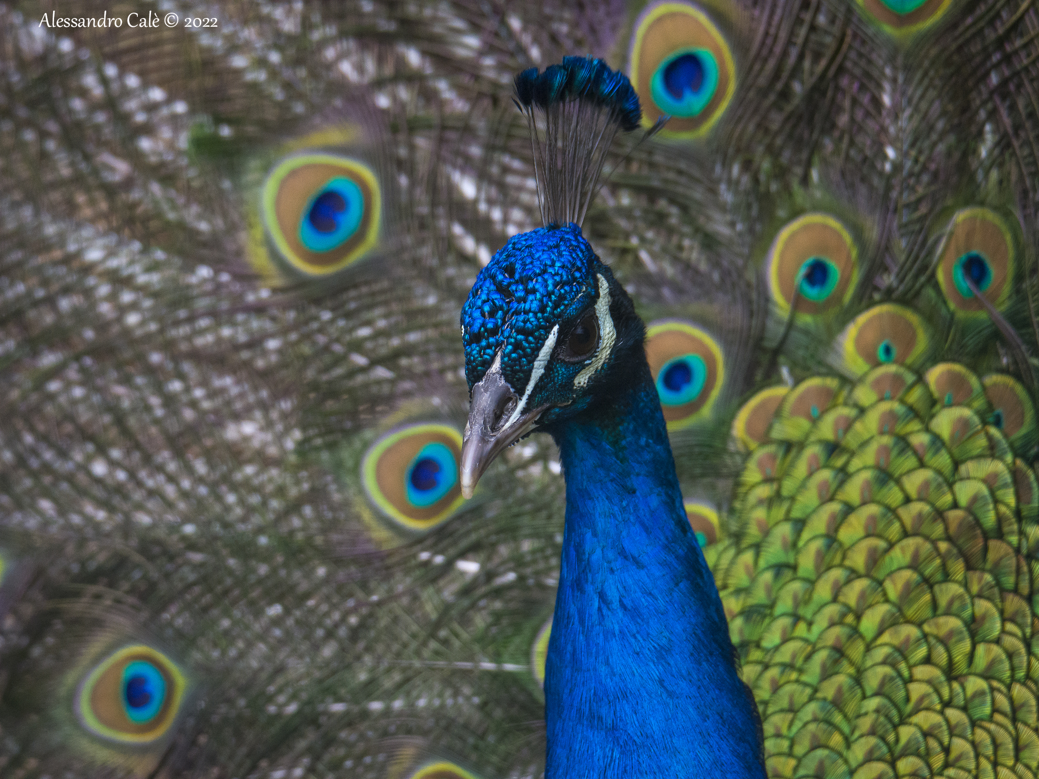 Il pavone in primo piano 8035