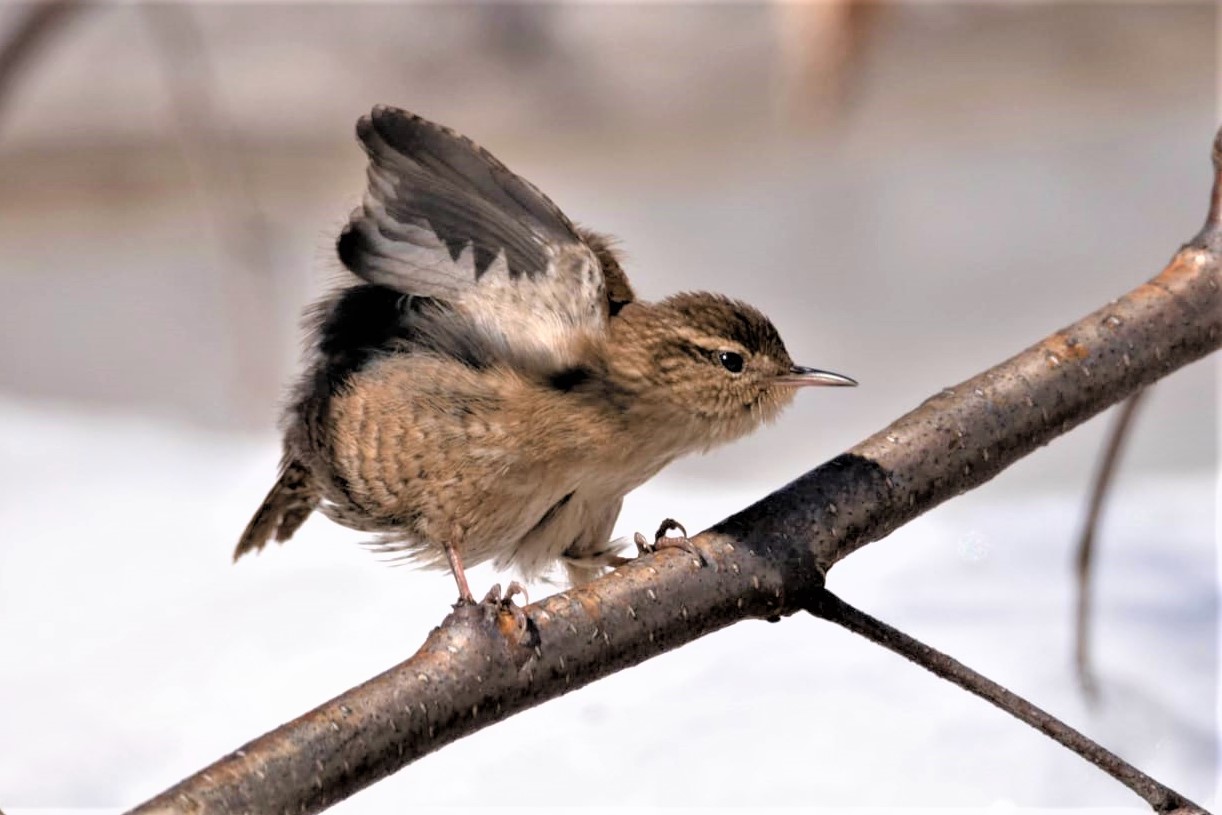 Feather battufle -2 -