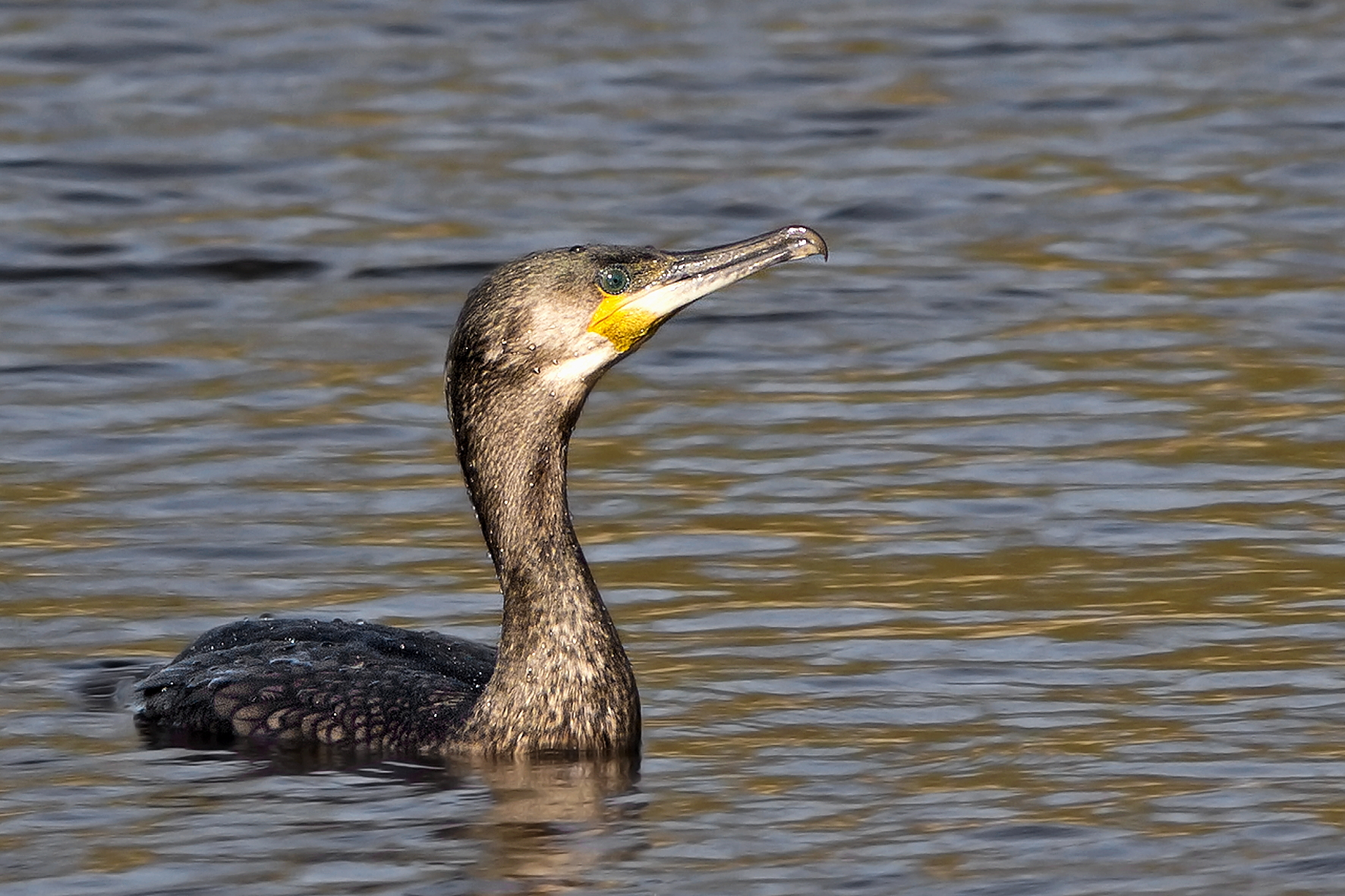 Cormorant 2