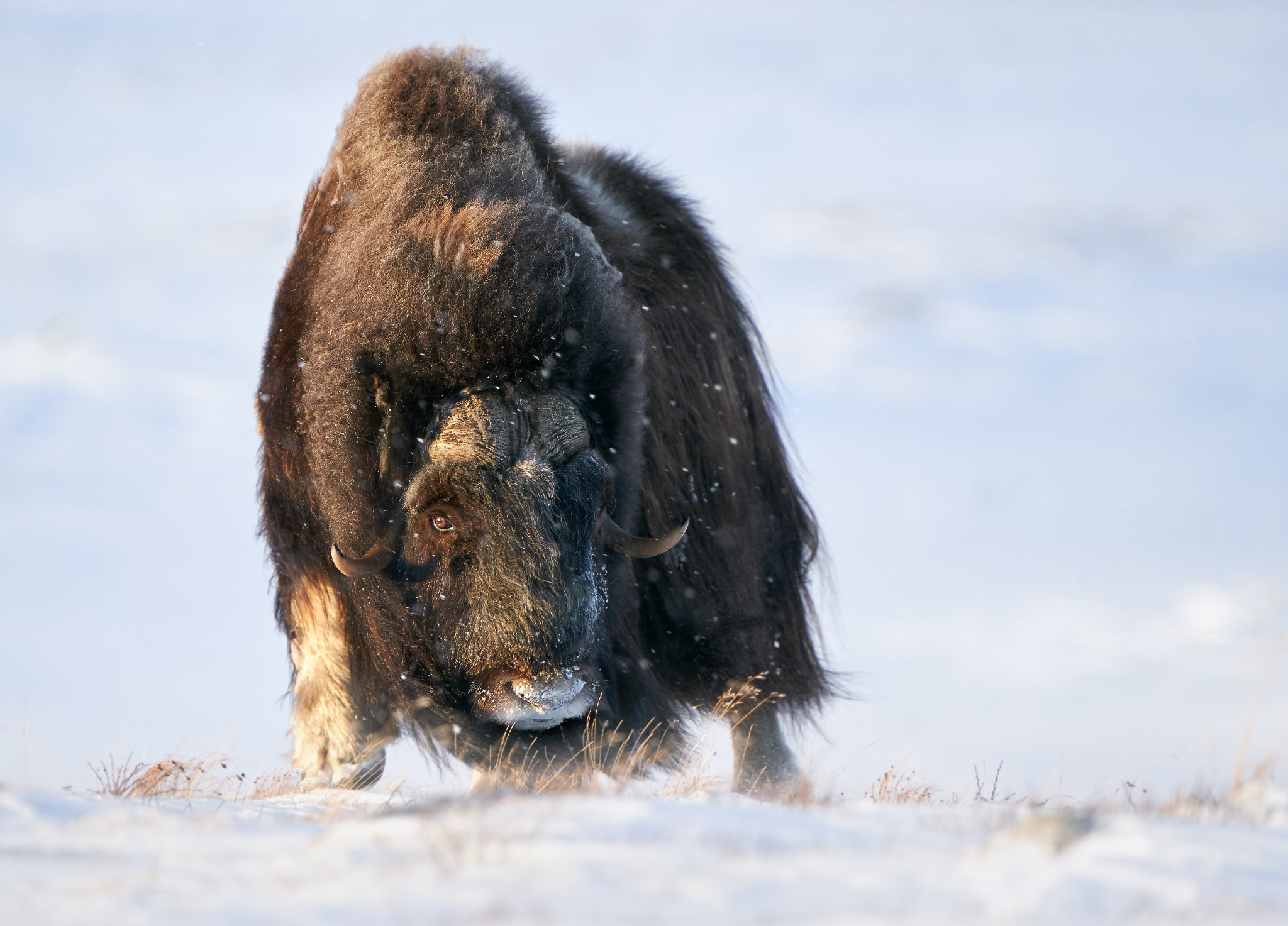 Musk ox
