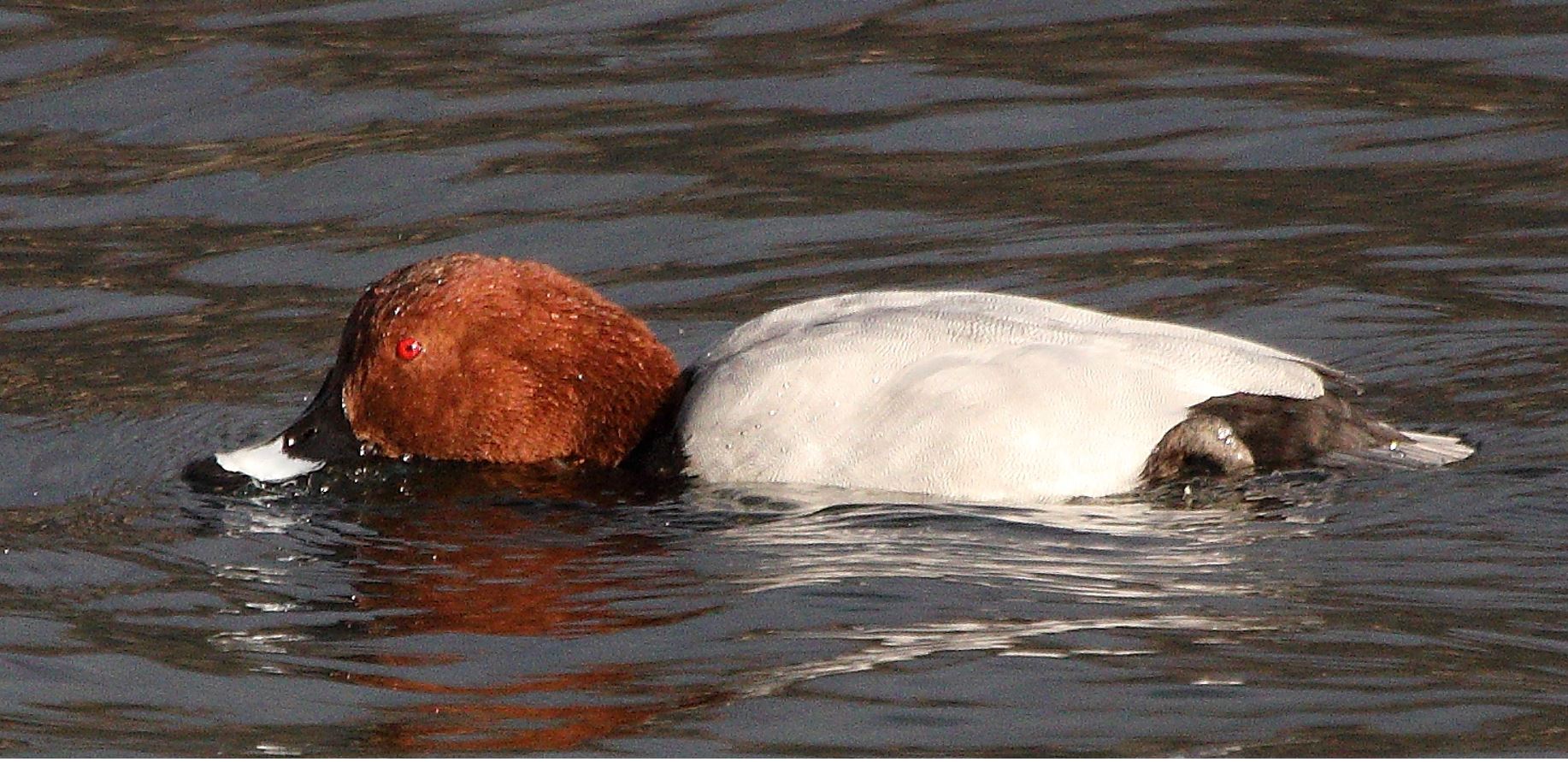 moriglione 10-02-2022