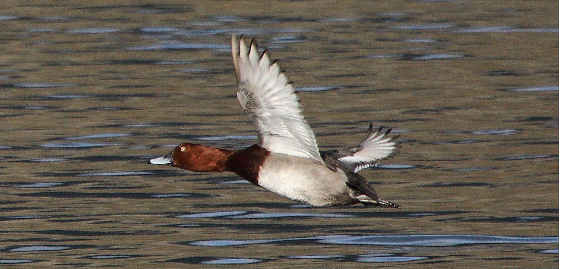 moriglione 10-02-2022