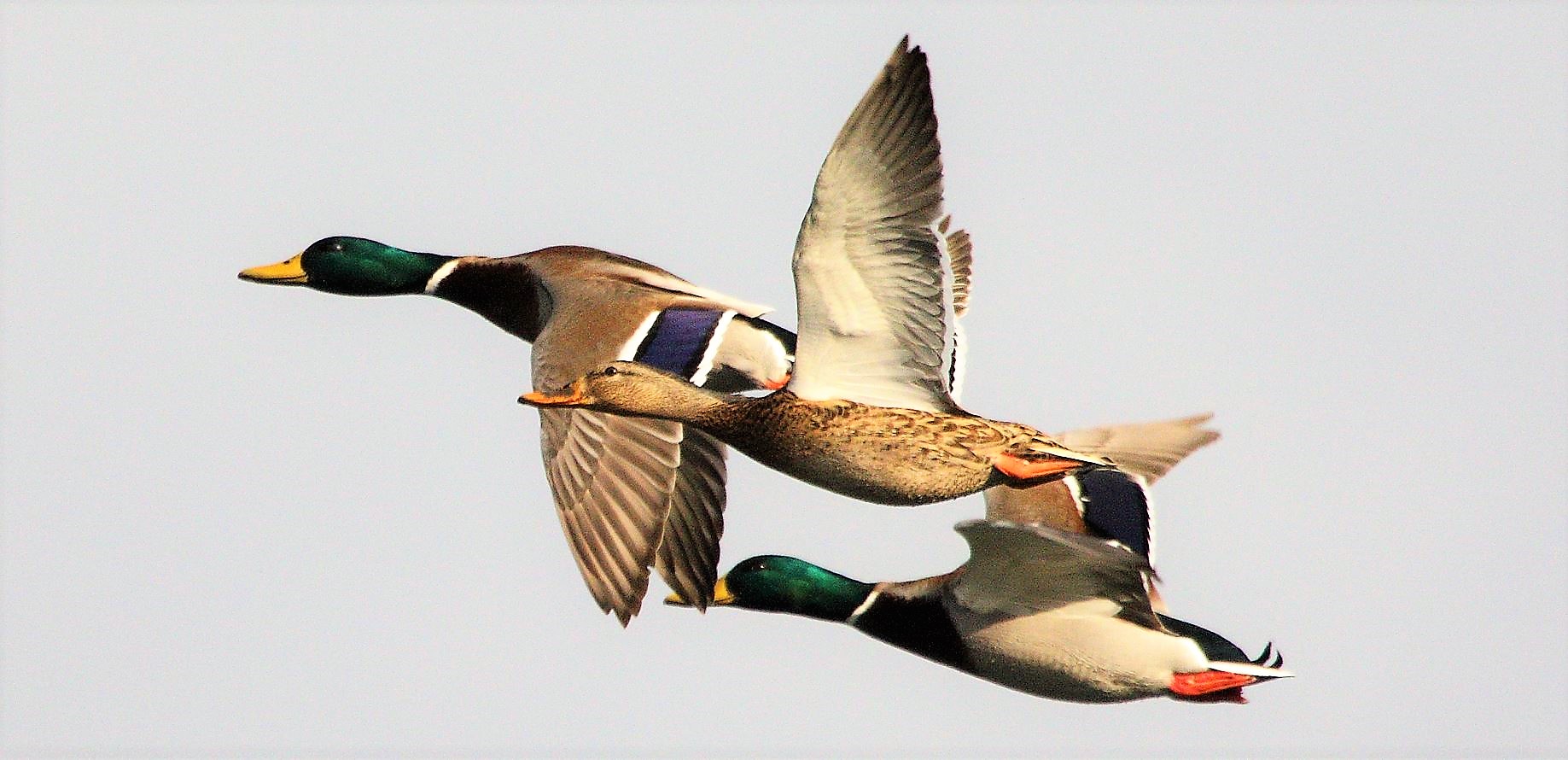 germani in flight 10-02-2022