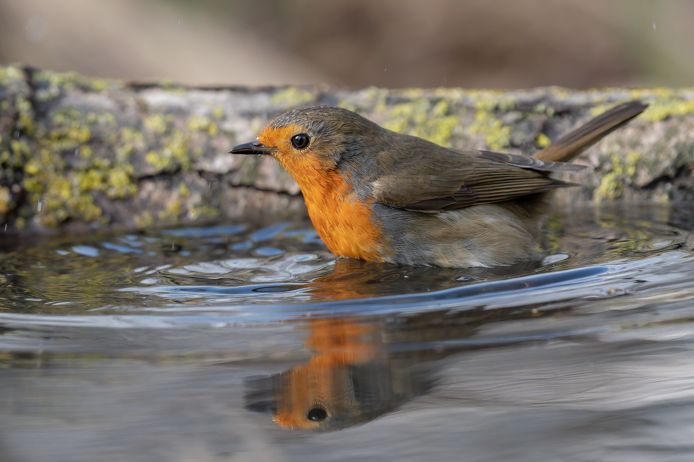The wet of the Robin