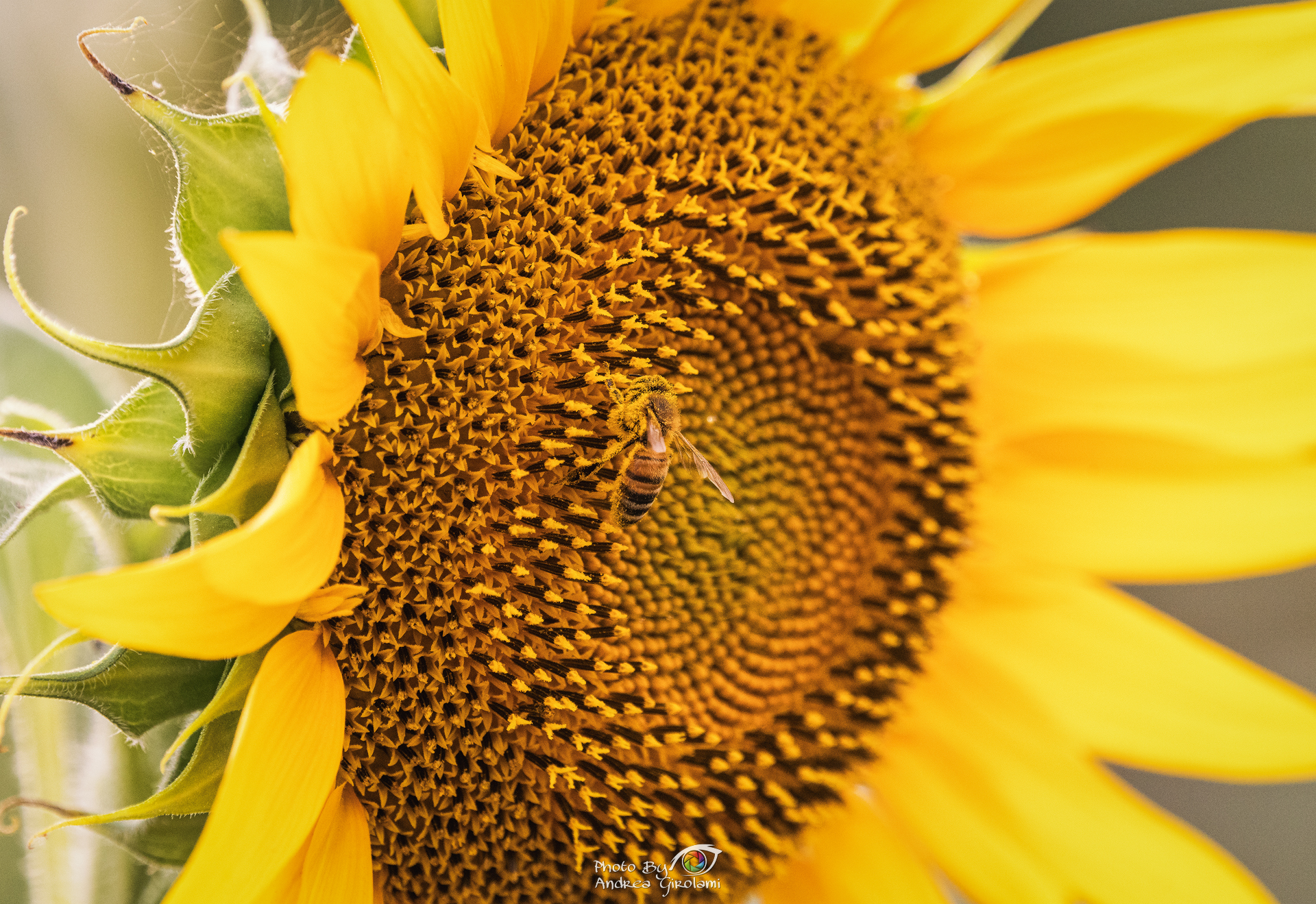 The sunflower and the bee
