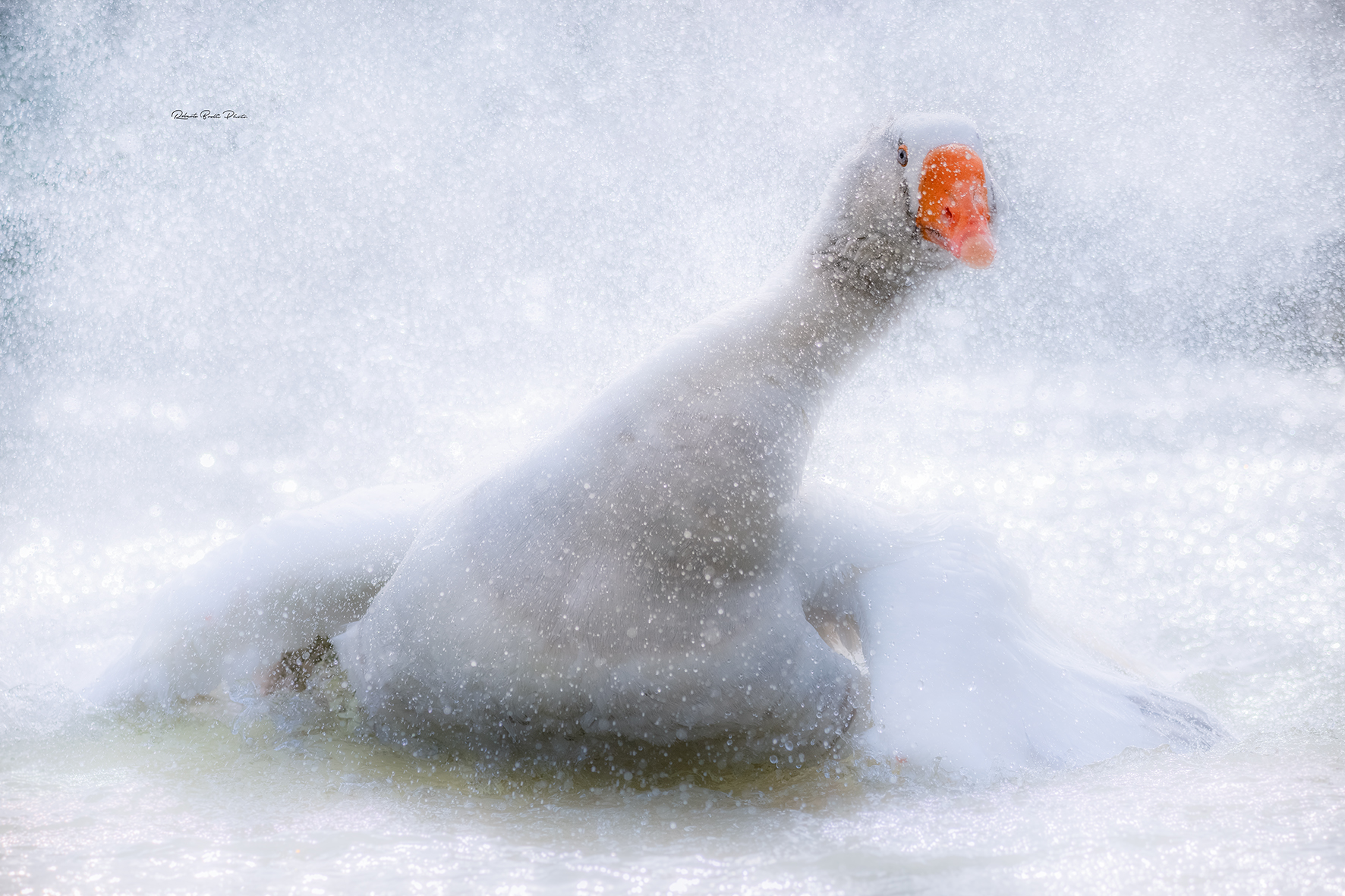 Beautiful goose at the Parco della cava-Rimini