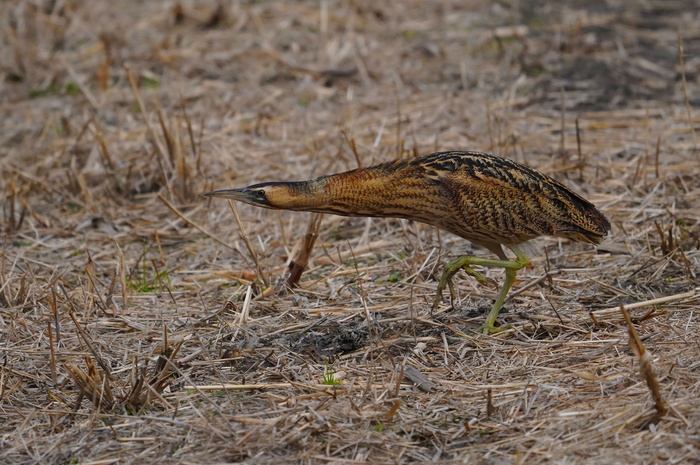 tarabuso da caccia....da punta