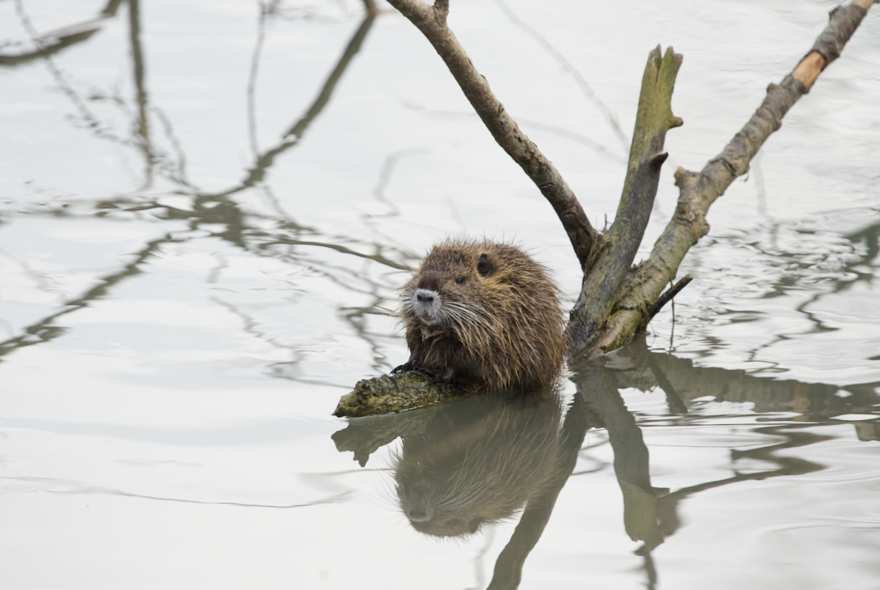 Nutria puppy