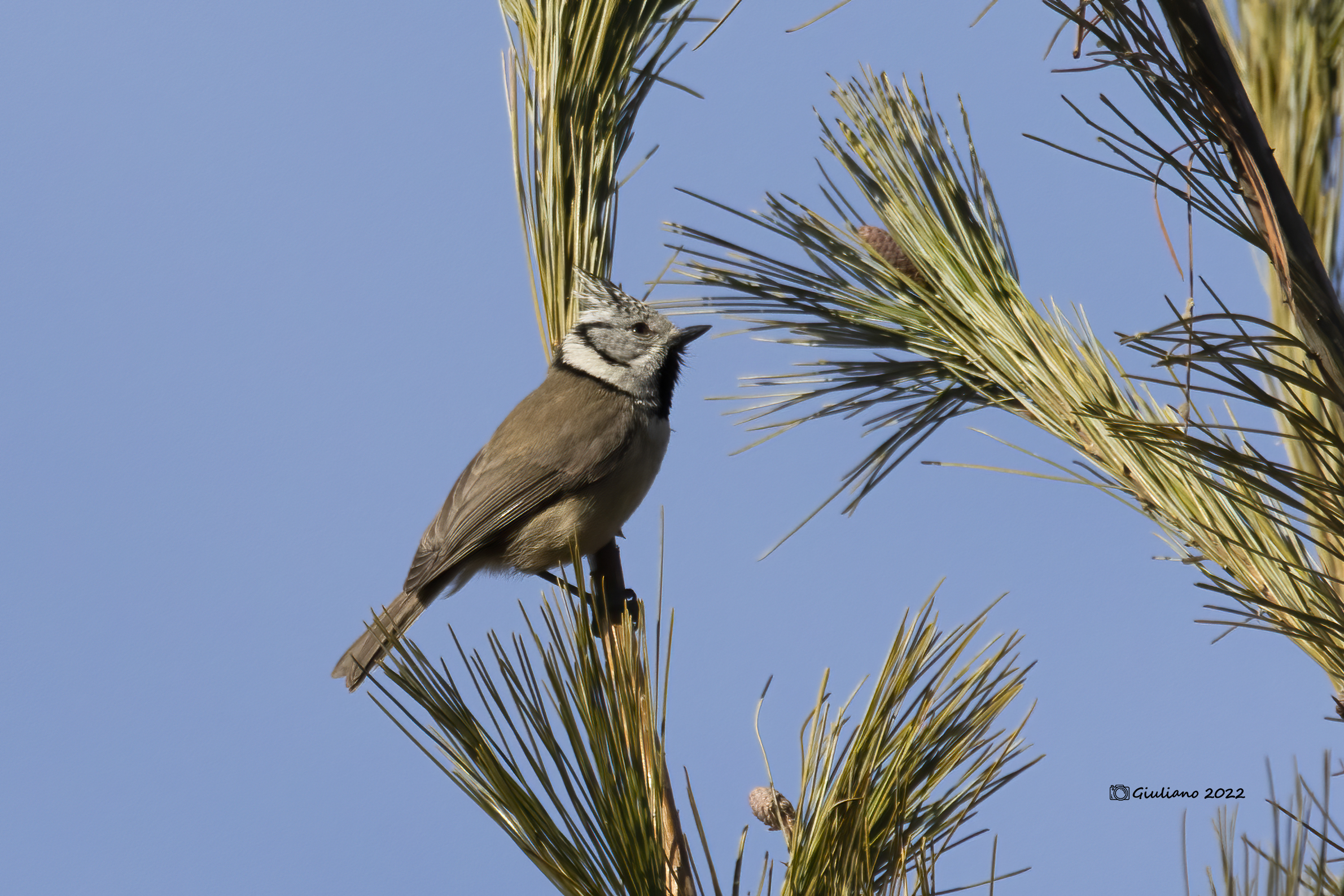 Tufted