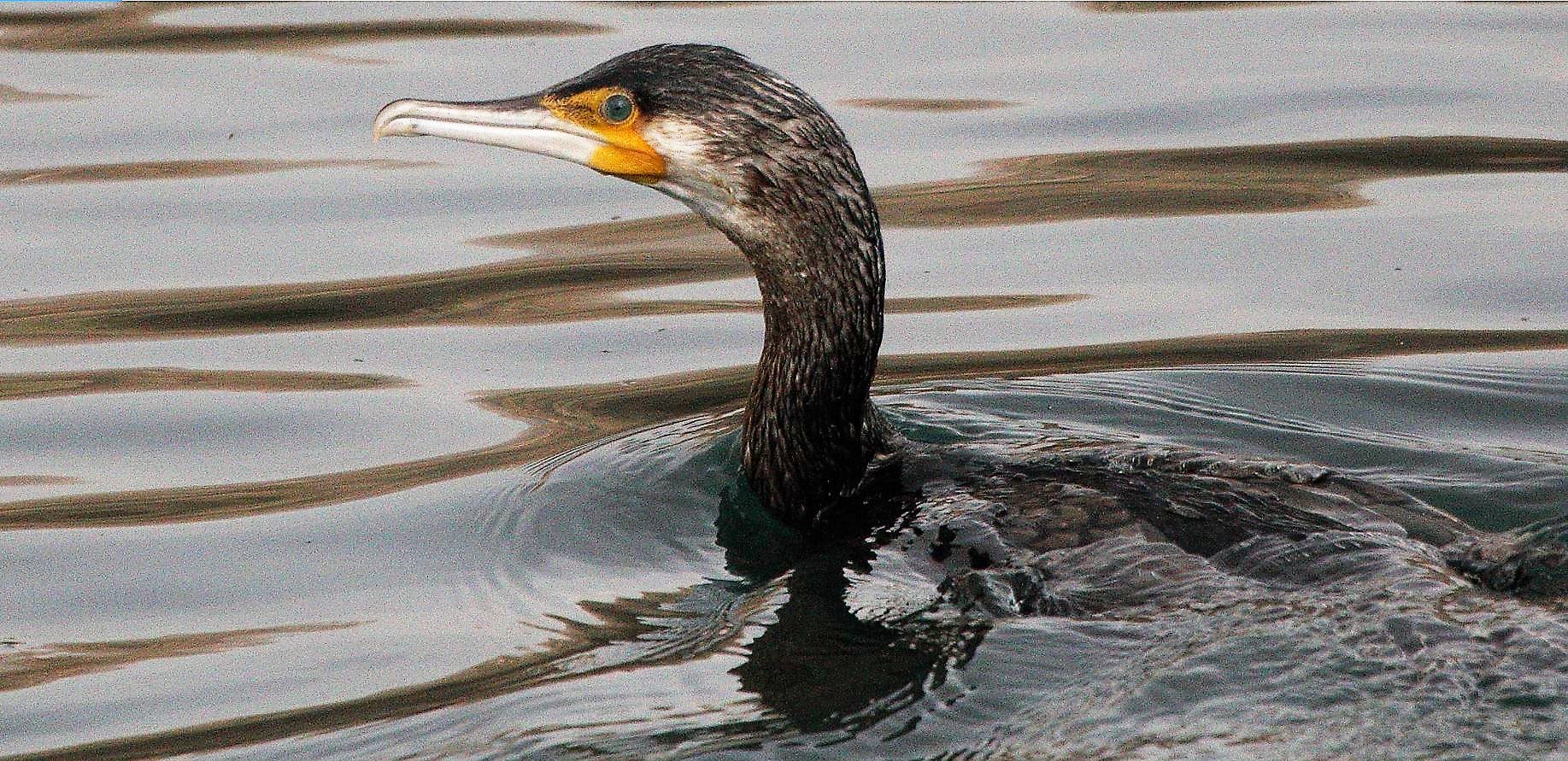 cormorant 10-02-2022