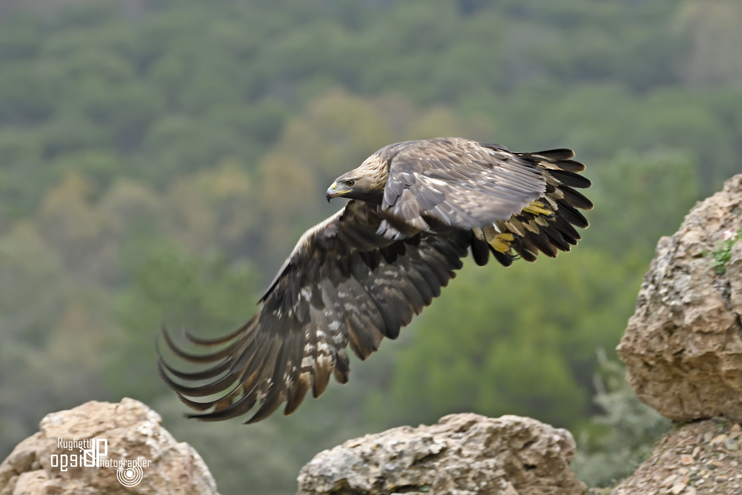 Golden eagle