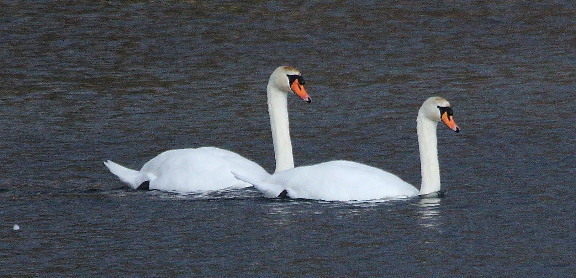 swans 10-02-2022