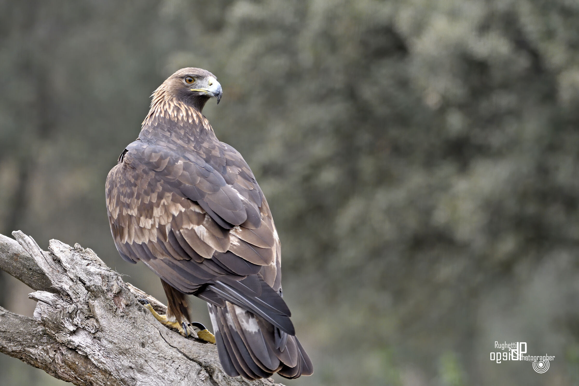 Golden eagle
