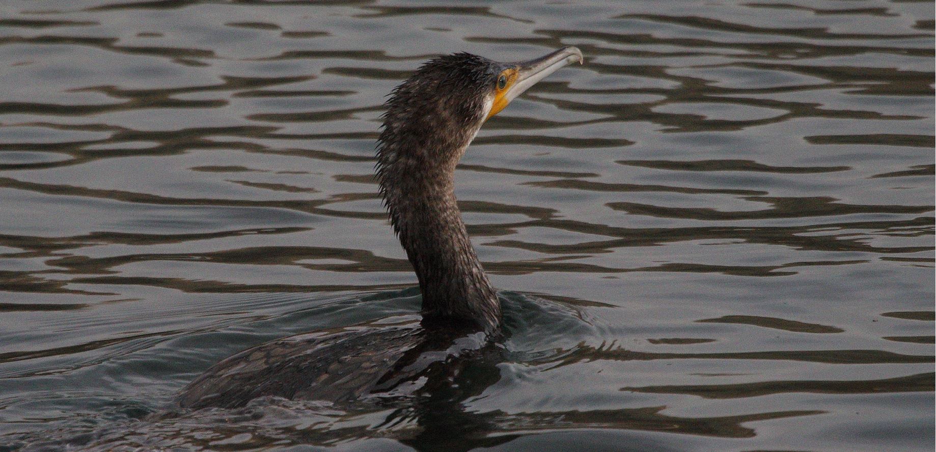 cormorant 10-02-2022
