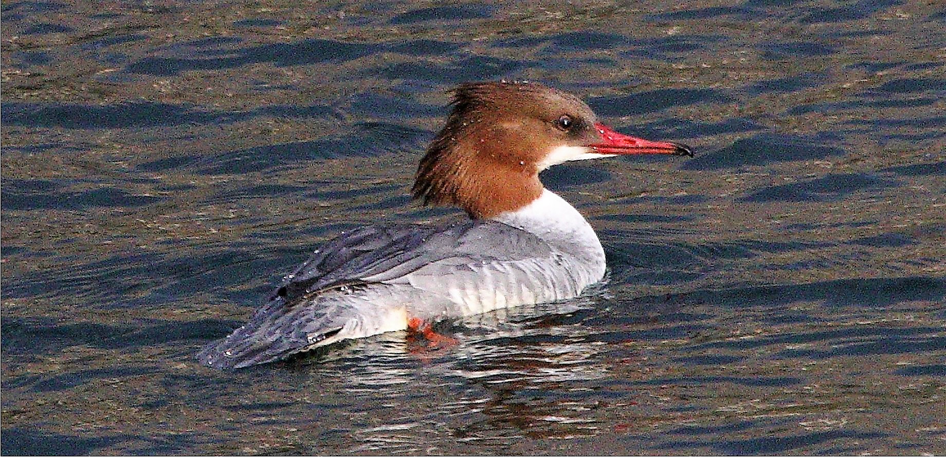merganser 10-02-2022