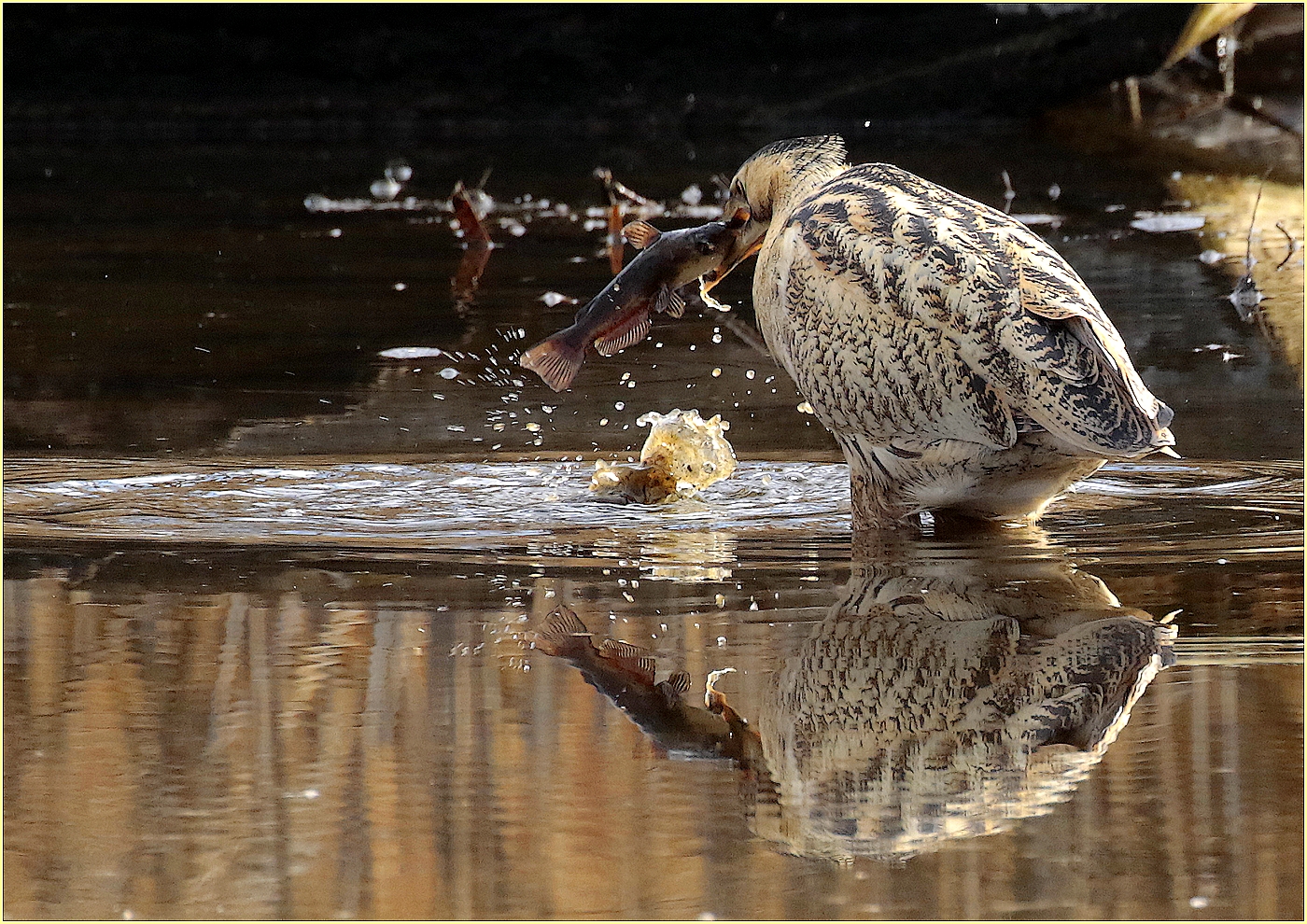 '' the Bittern and the Catfish ''