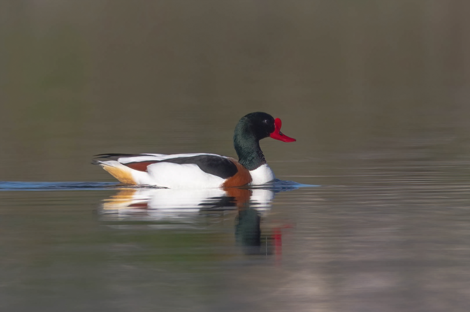 Common shelduck