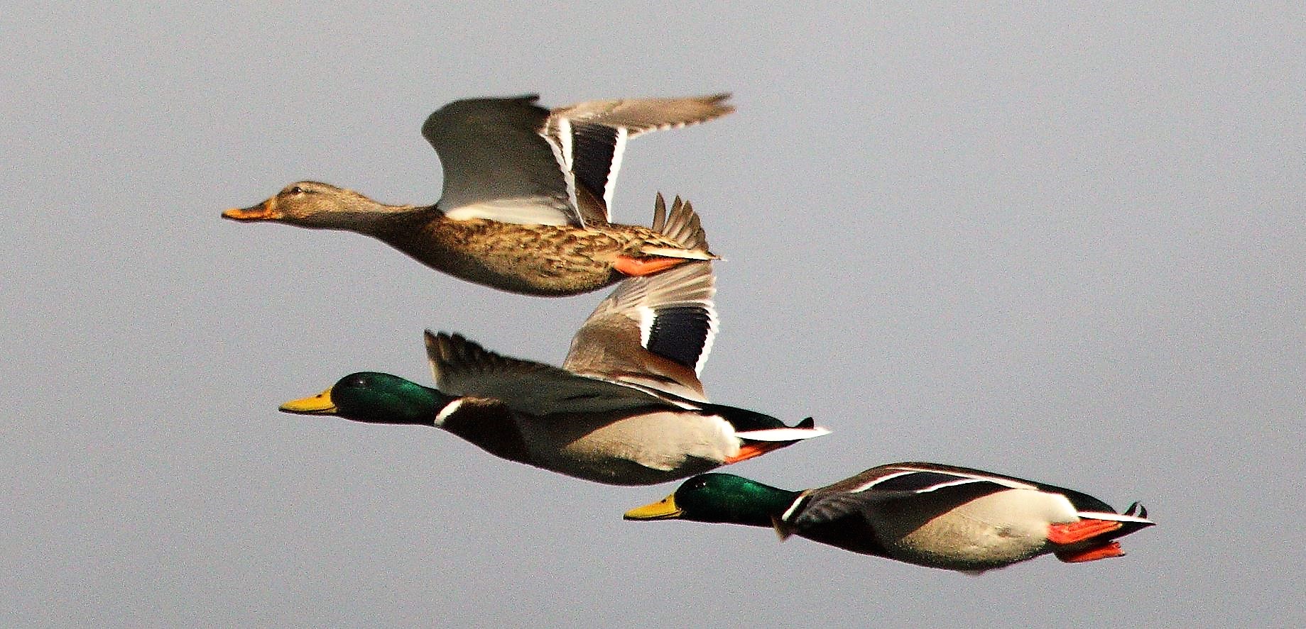 germani in flight 10-02-2022