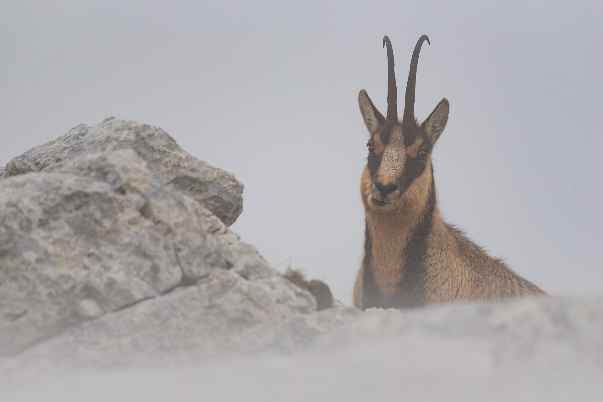 Visioni nella nebbia