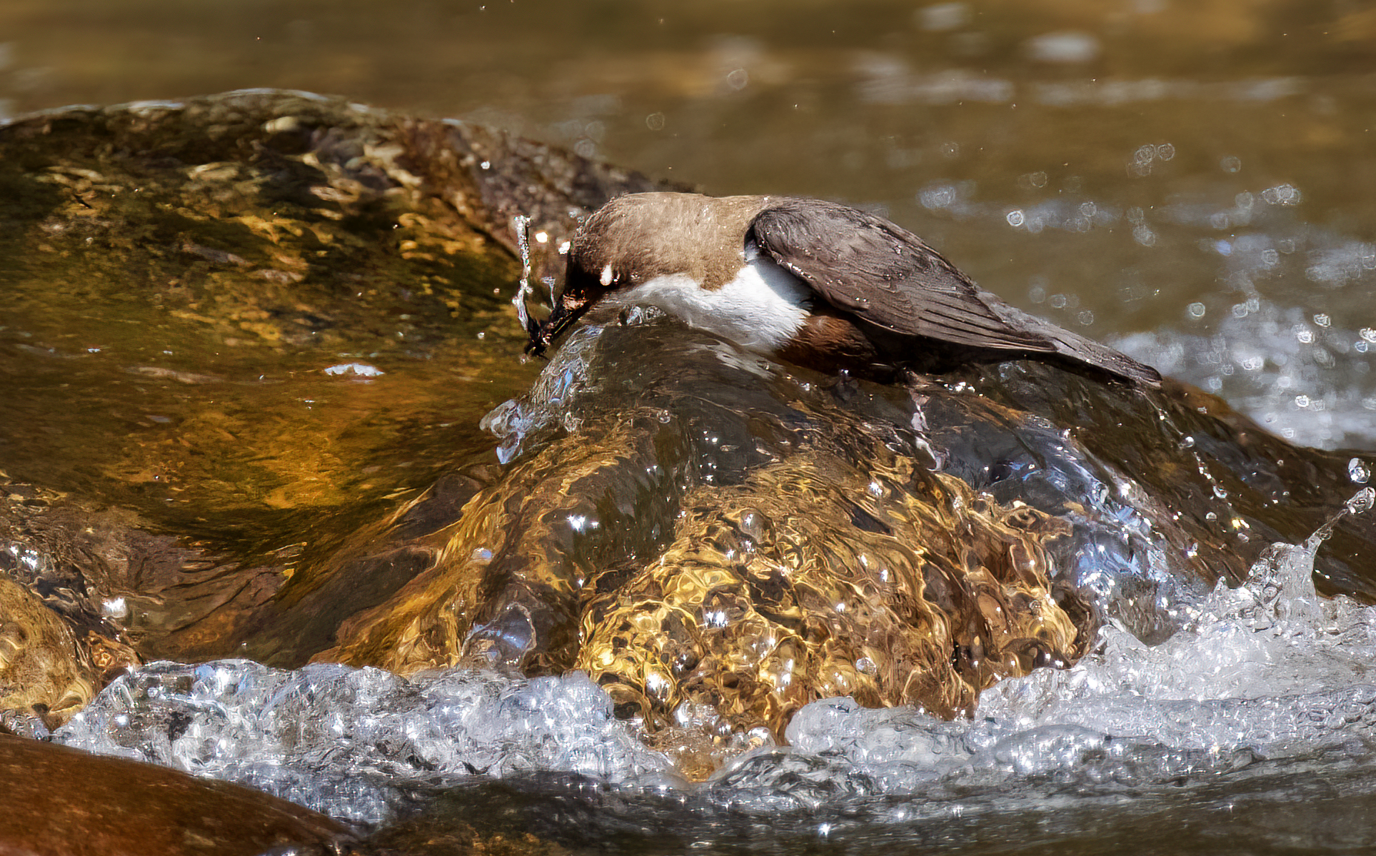 Blackbird Watermaker 2021