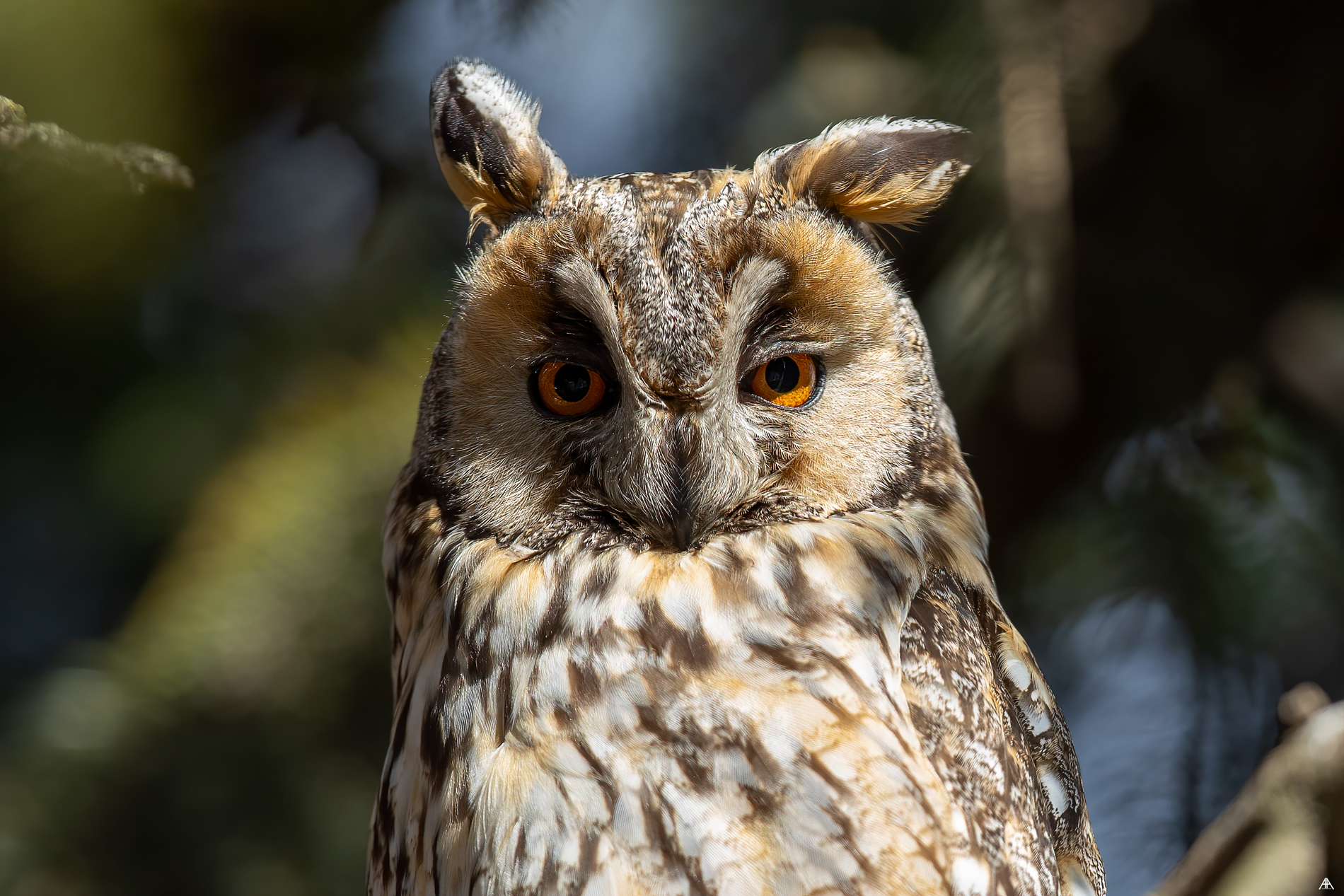 Asio otus