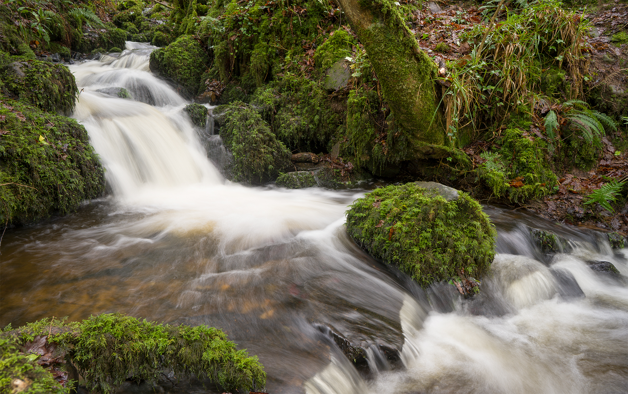 Forest stream