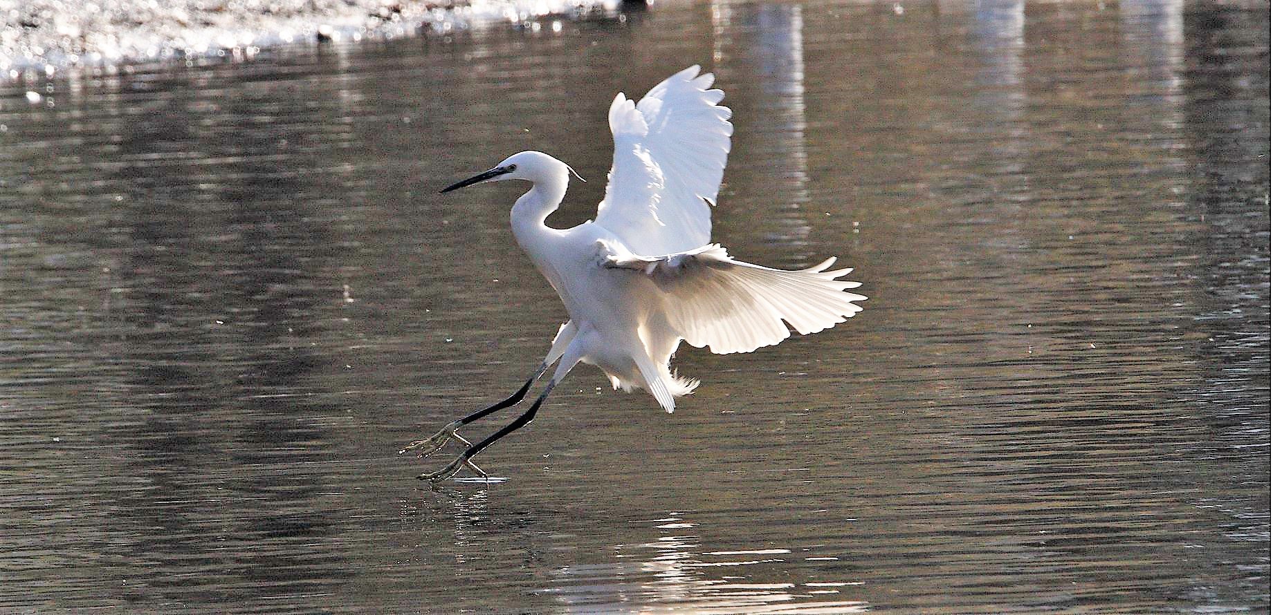Egret 12-02-2022