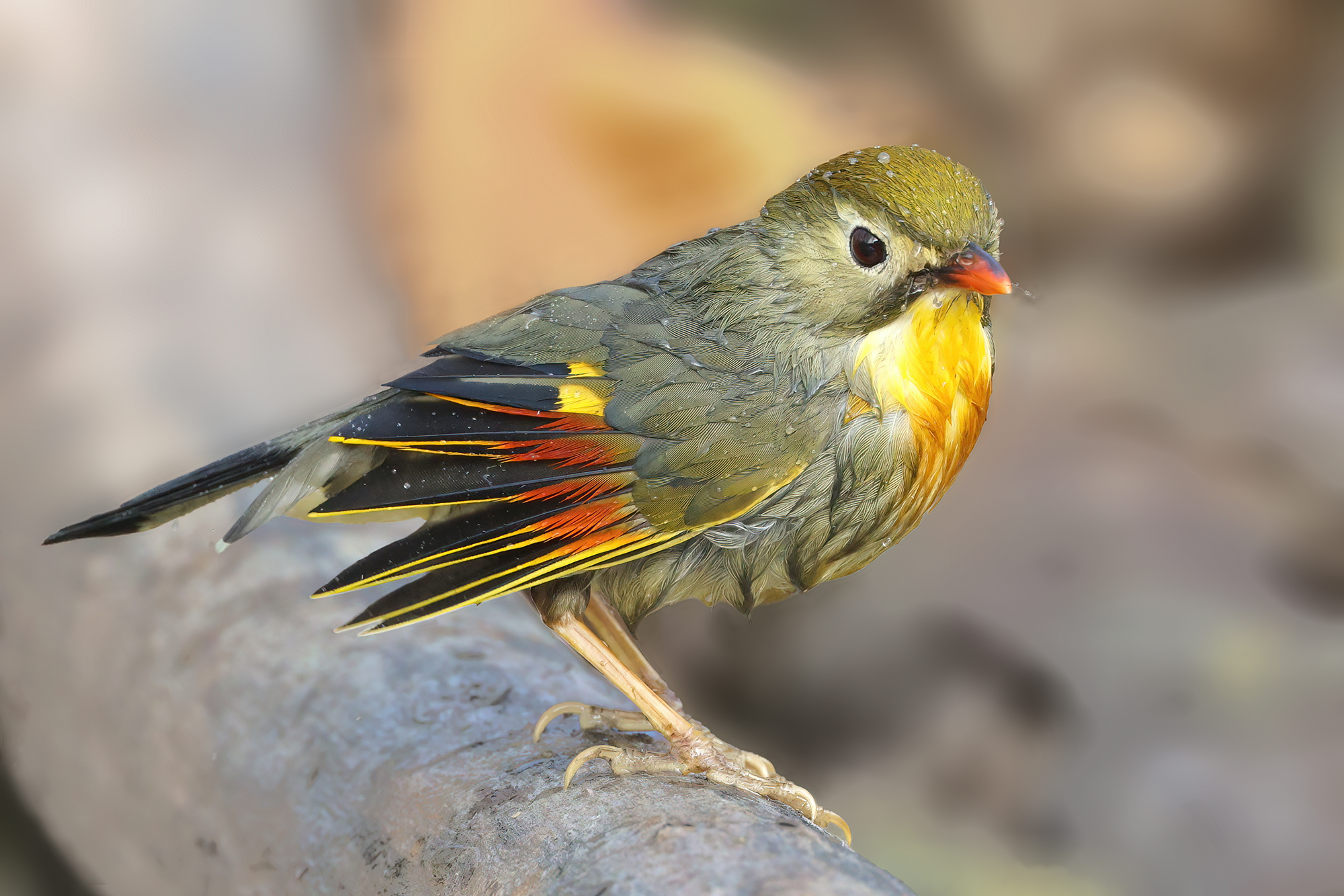 Japanese nightingale after bathing