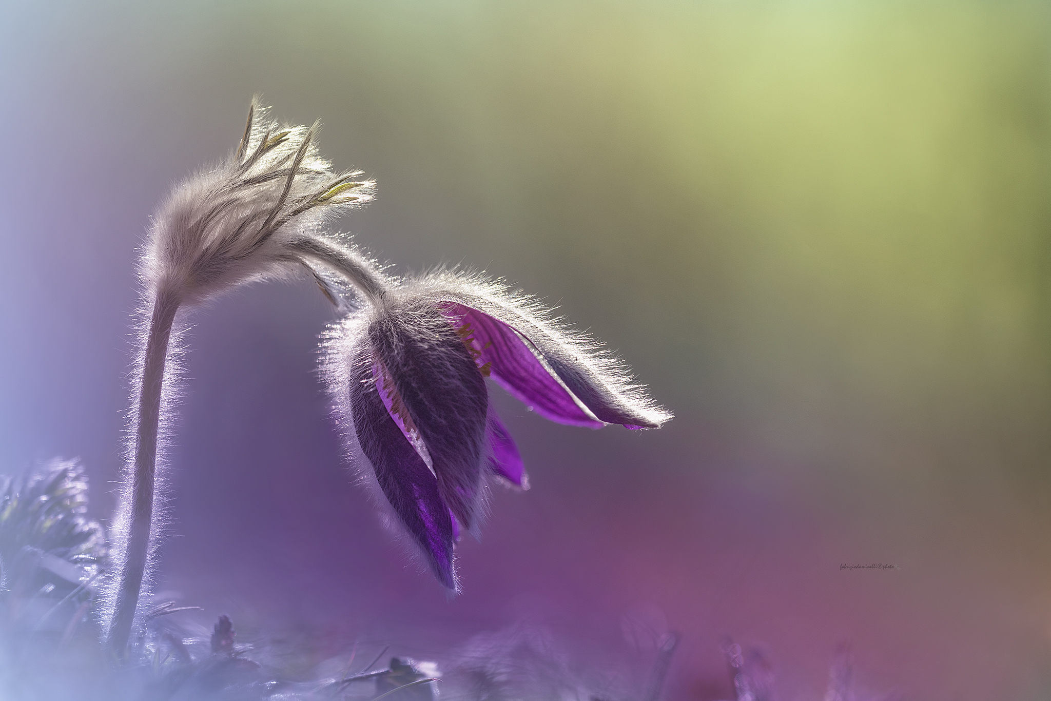 Mountain Pasqueflower