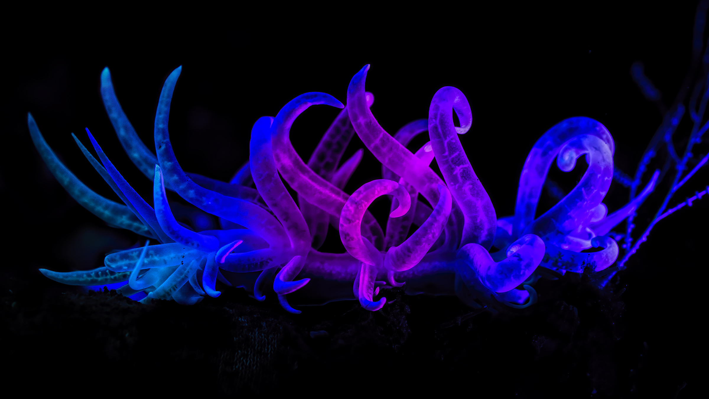 play with Snooty lights