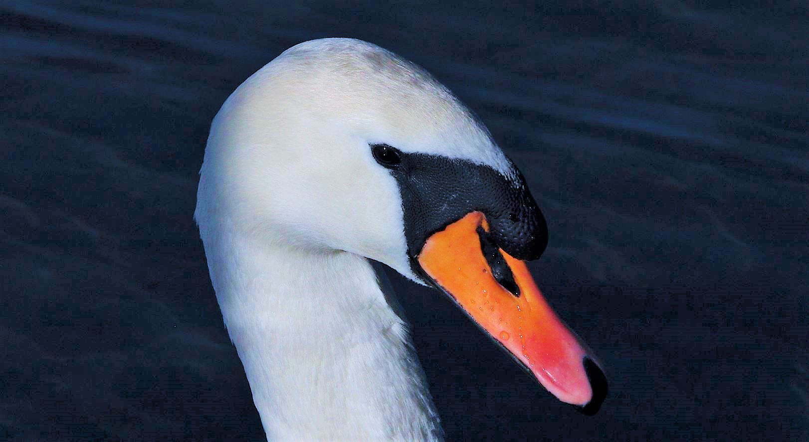 swan first floor 12-02-2022