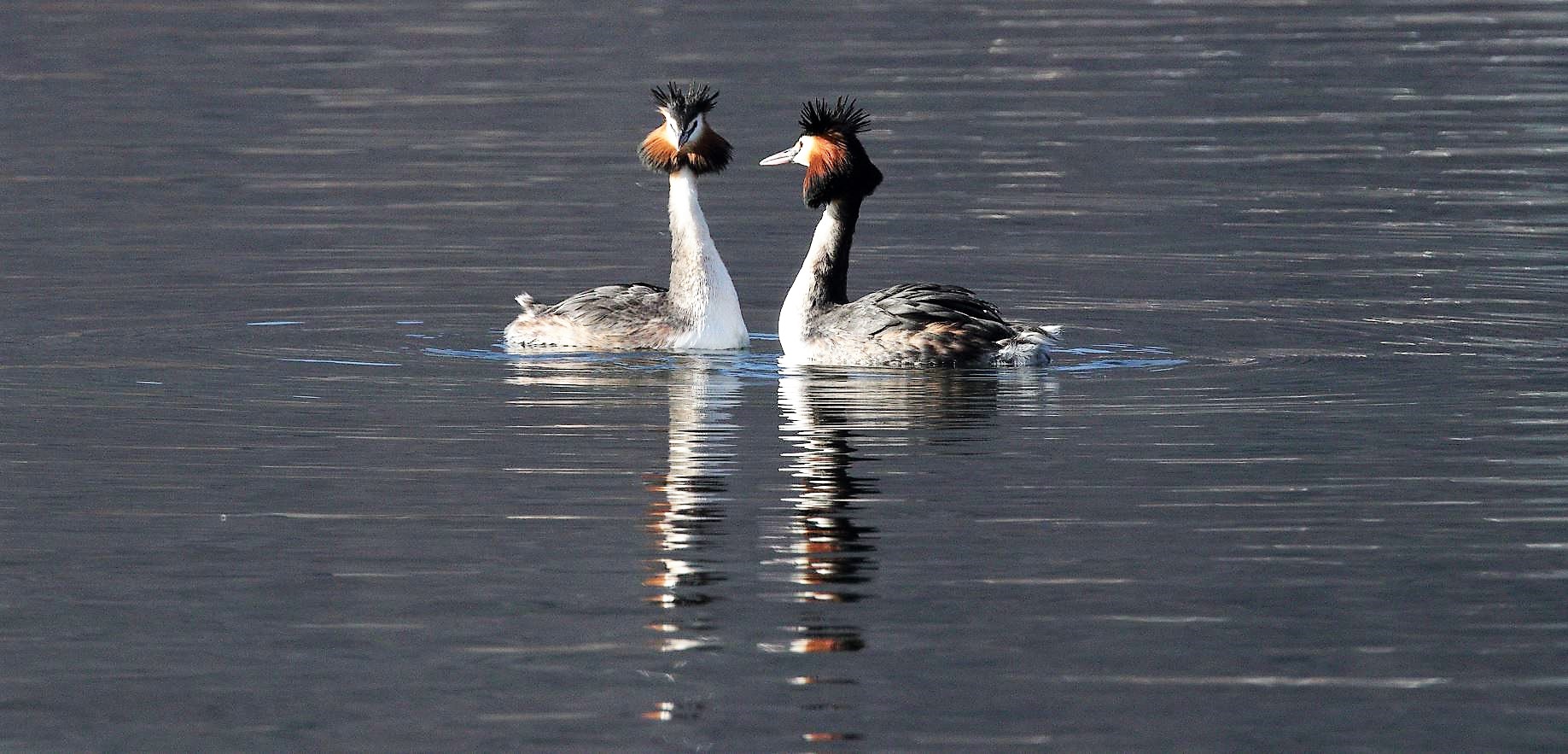 major grebes 12-02-2022