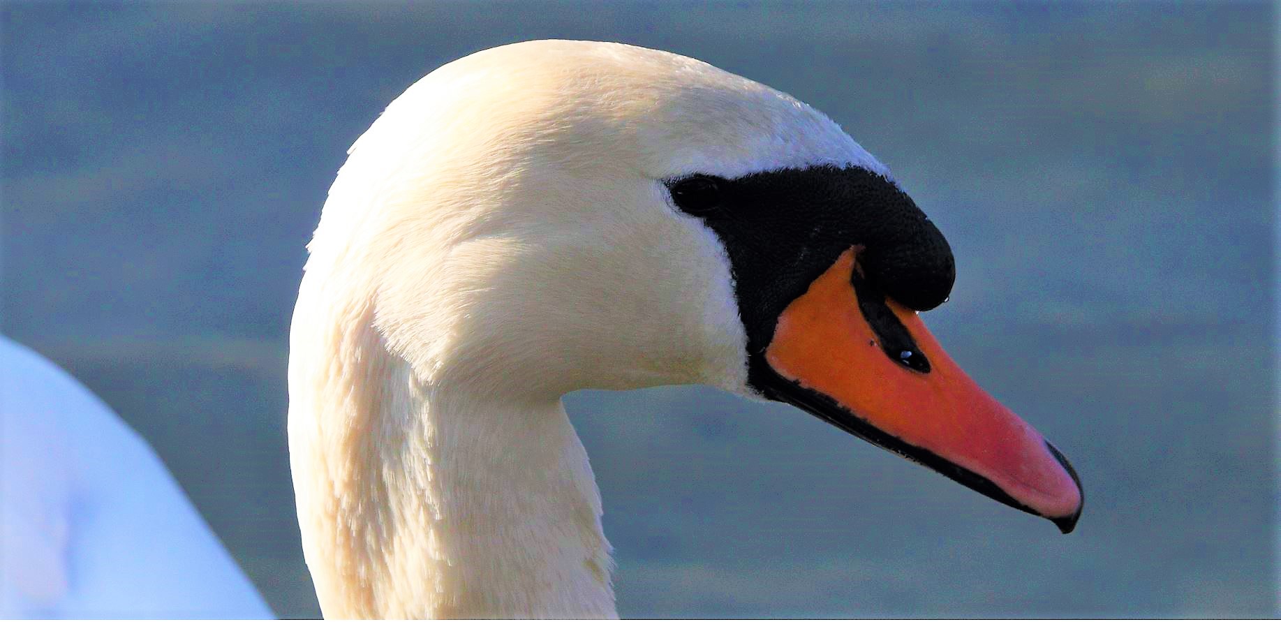 swan first floor 12-02-2022