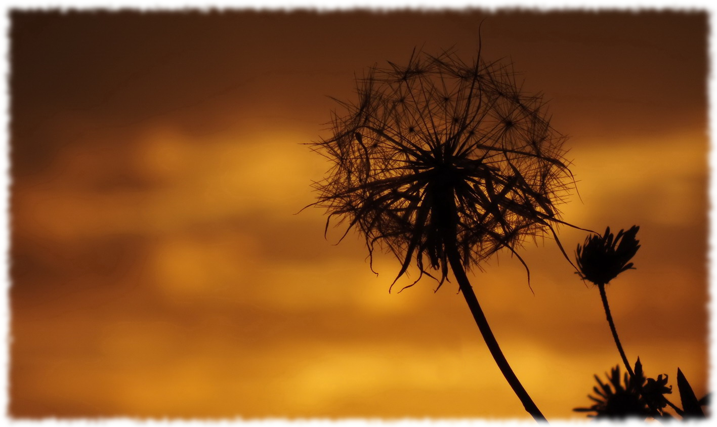 spettatore del tramonto