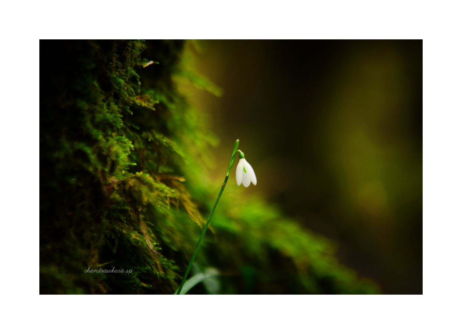 Natura toscana