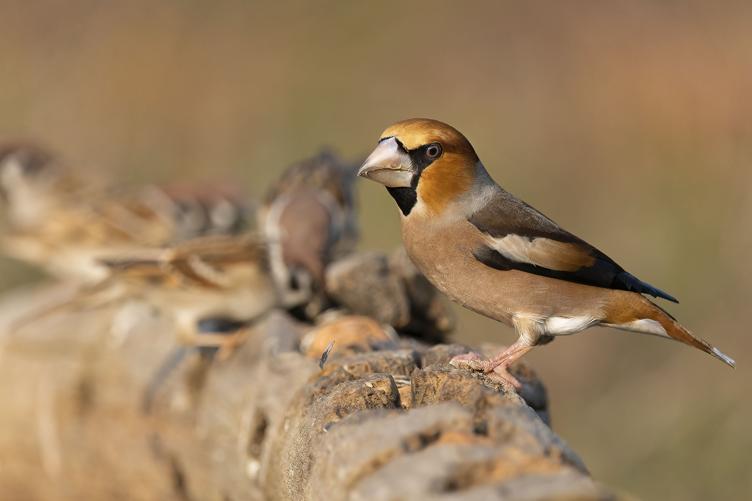 Frosone e passere mattugia