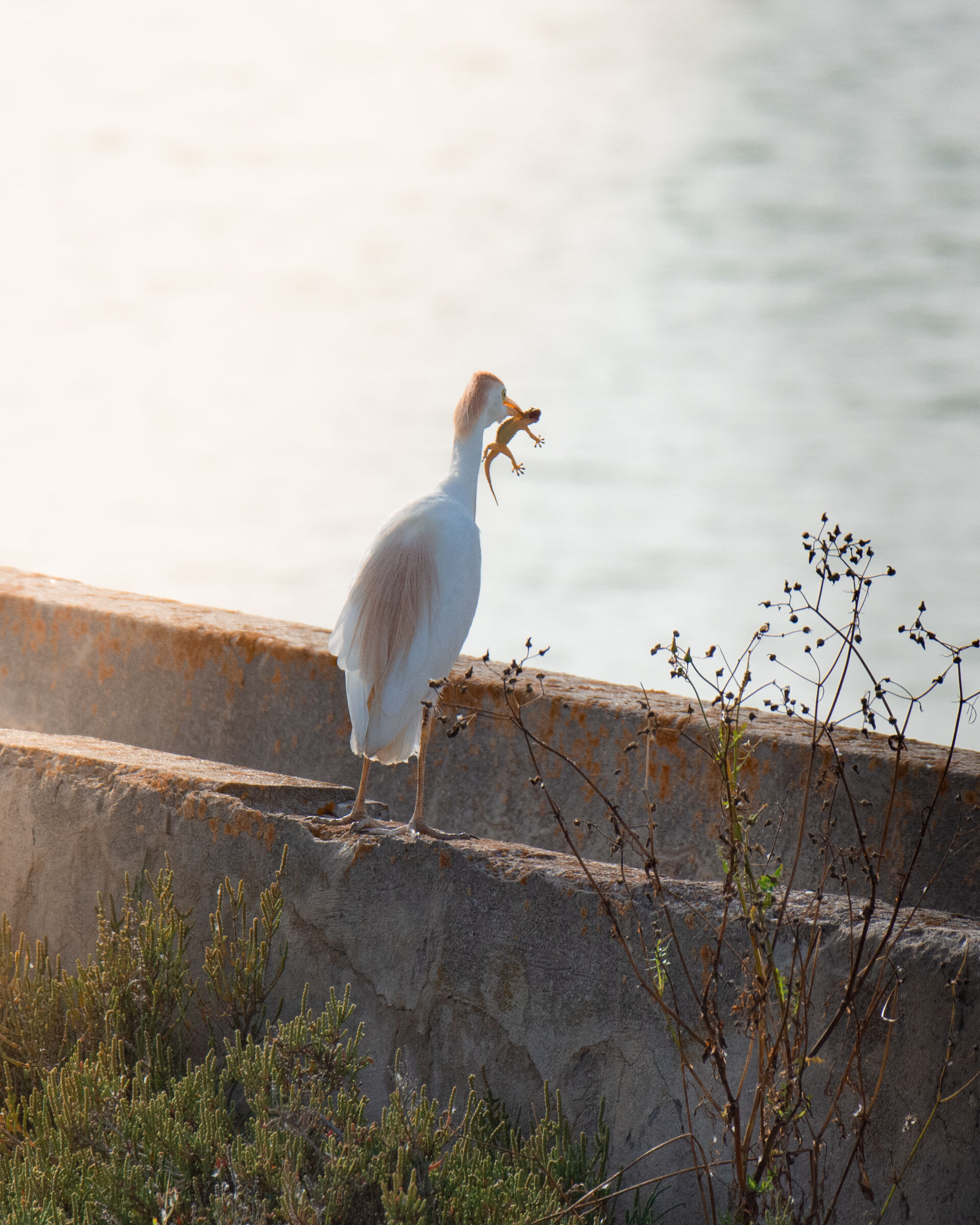 Merenda del guardabuoi
