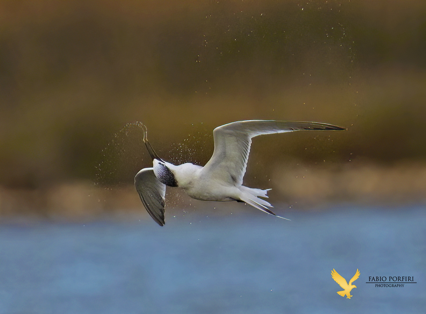 Torcicollo .... beccapesci