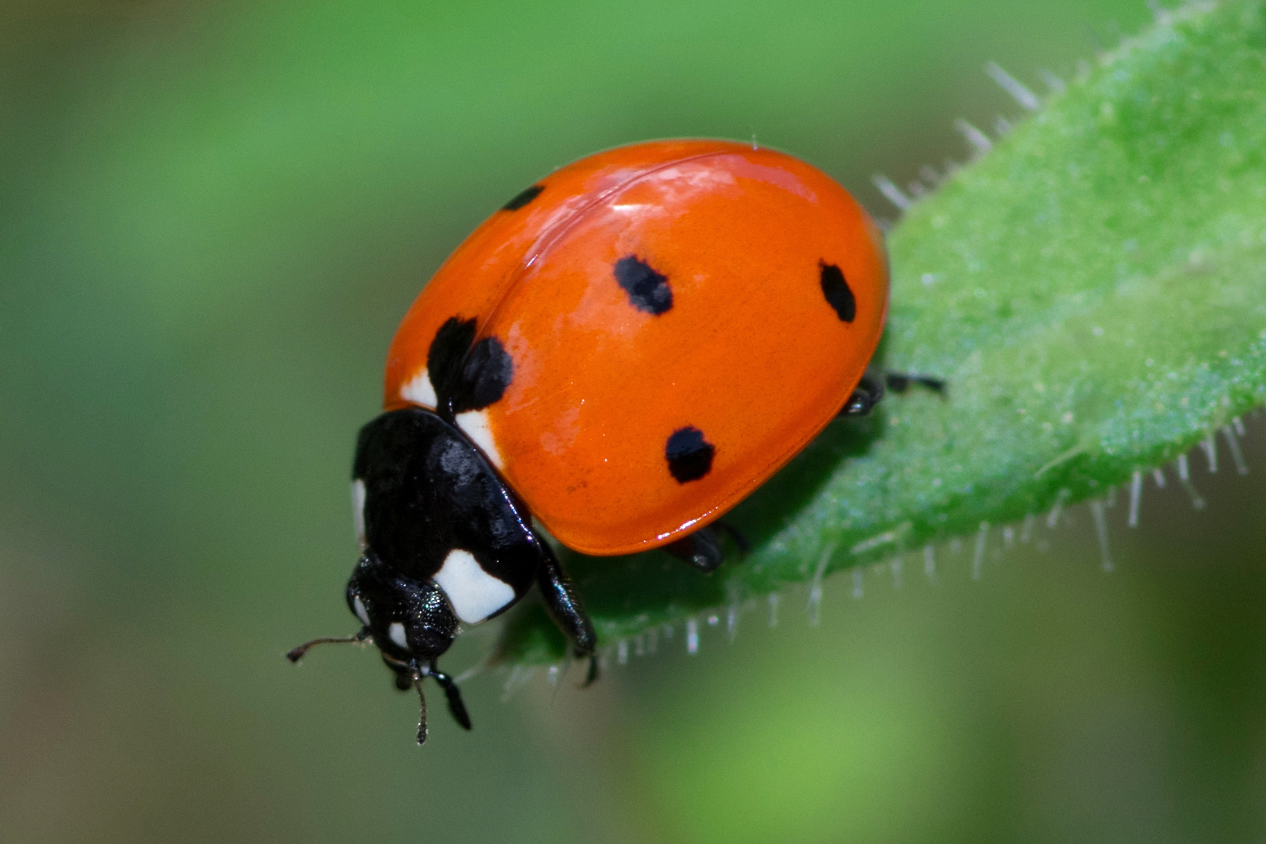 ladybird