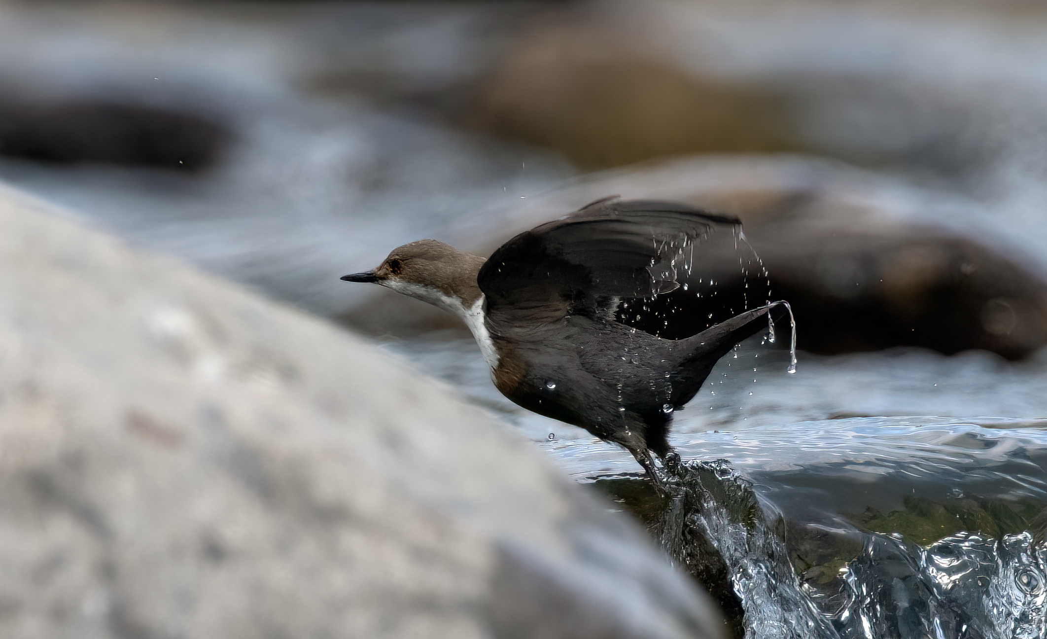Blackbird Acquaiolo3