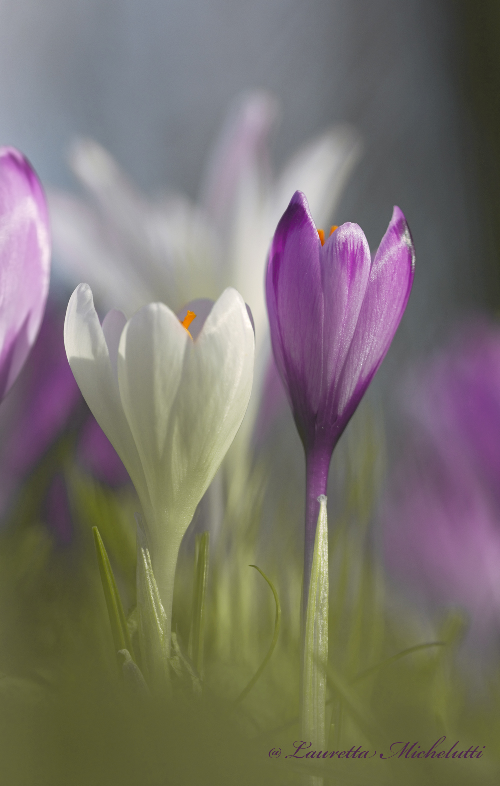 spring