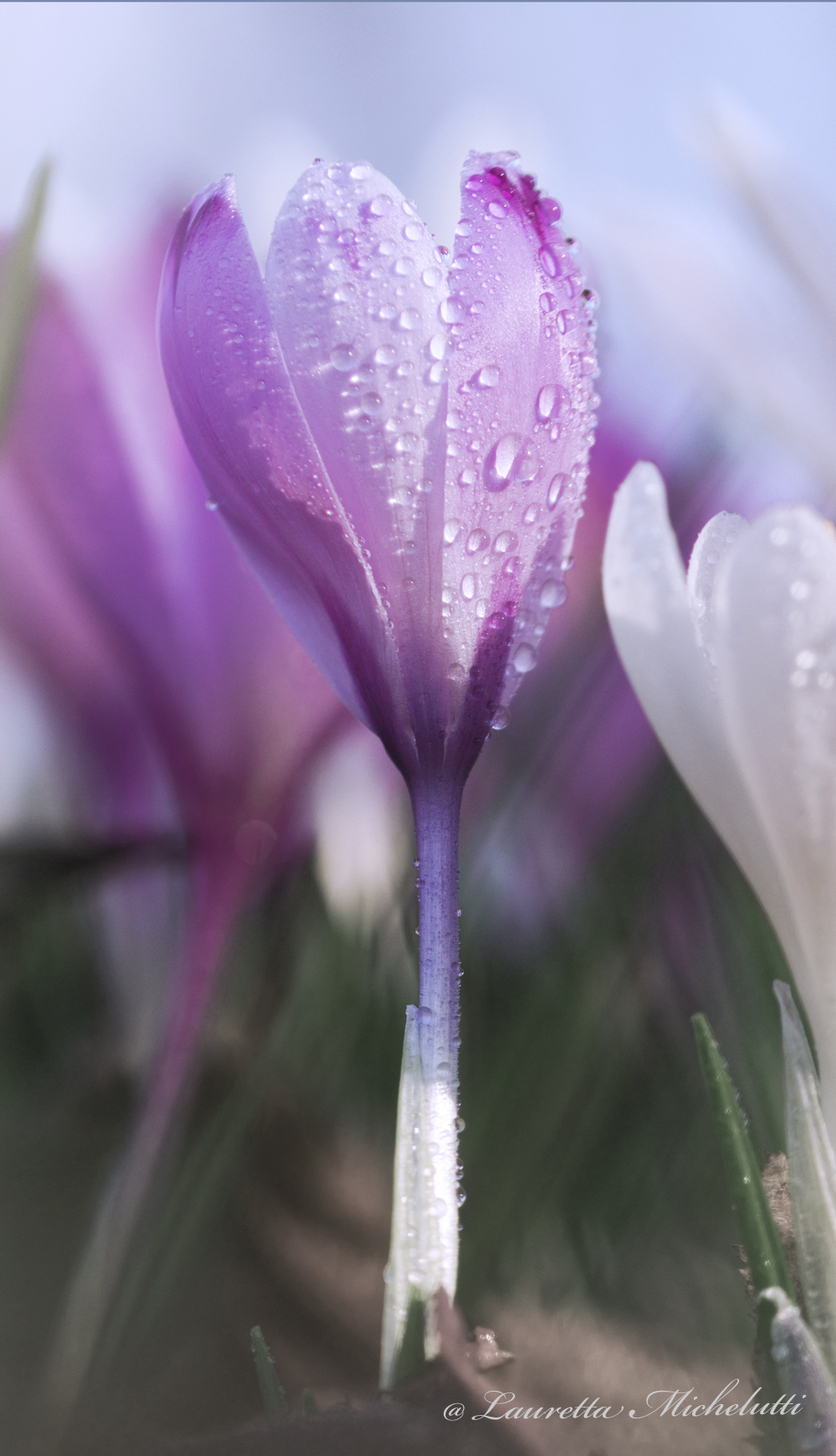 spring